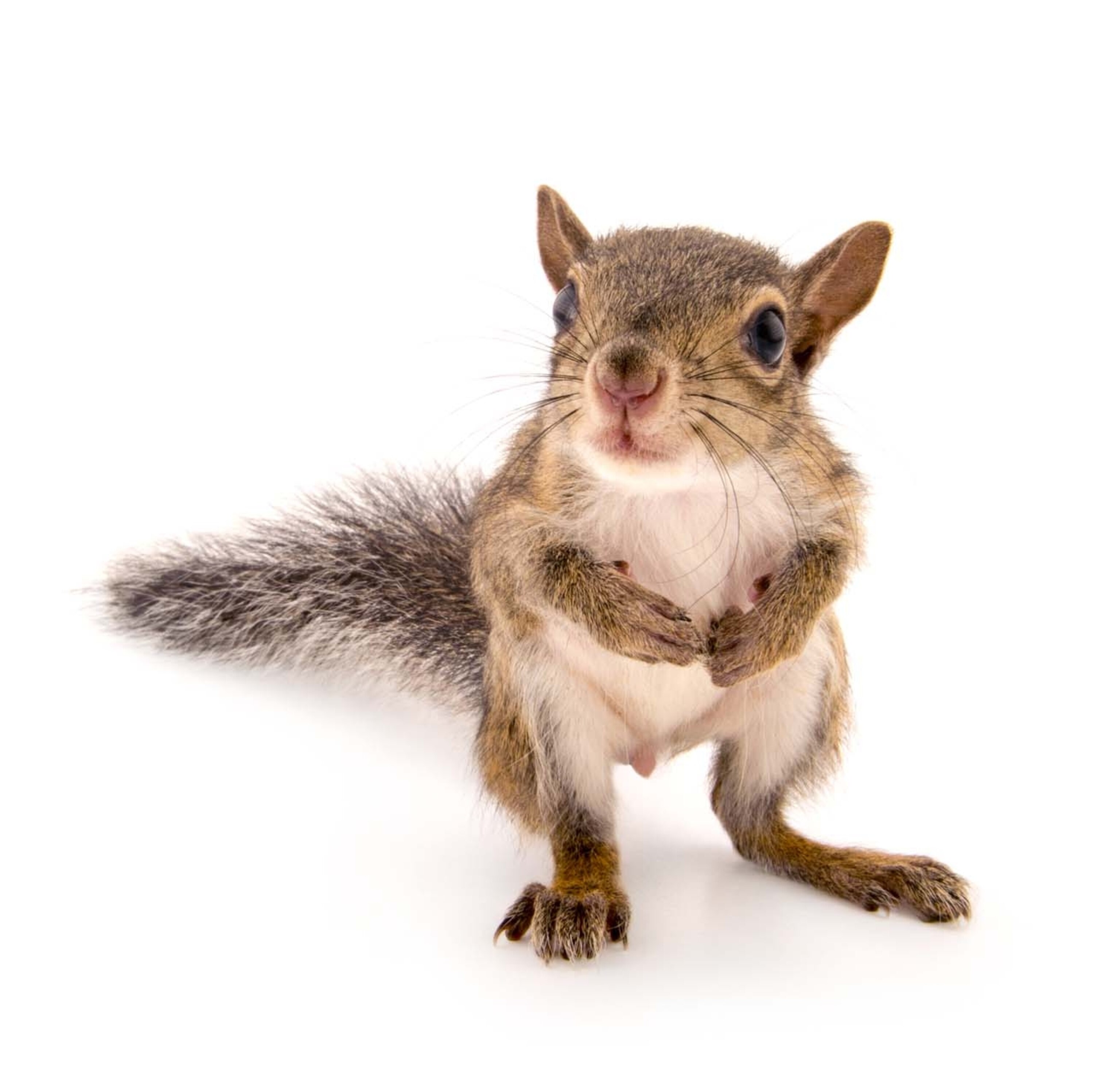 Picture of grey squirrel looking into camera