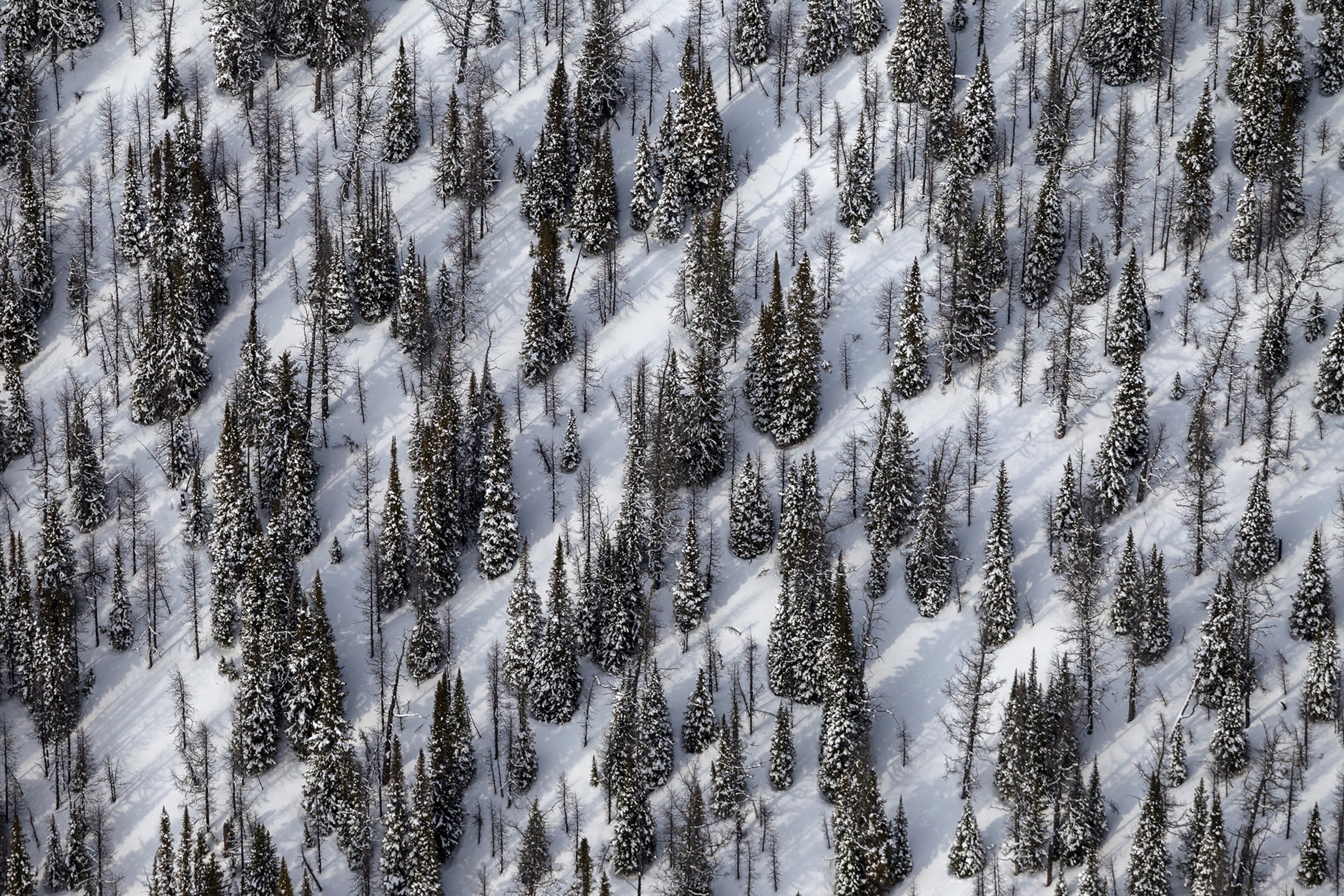 An aerial view of trees in snow.