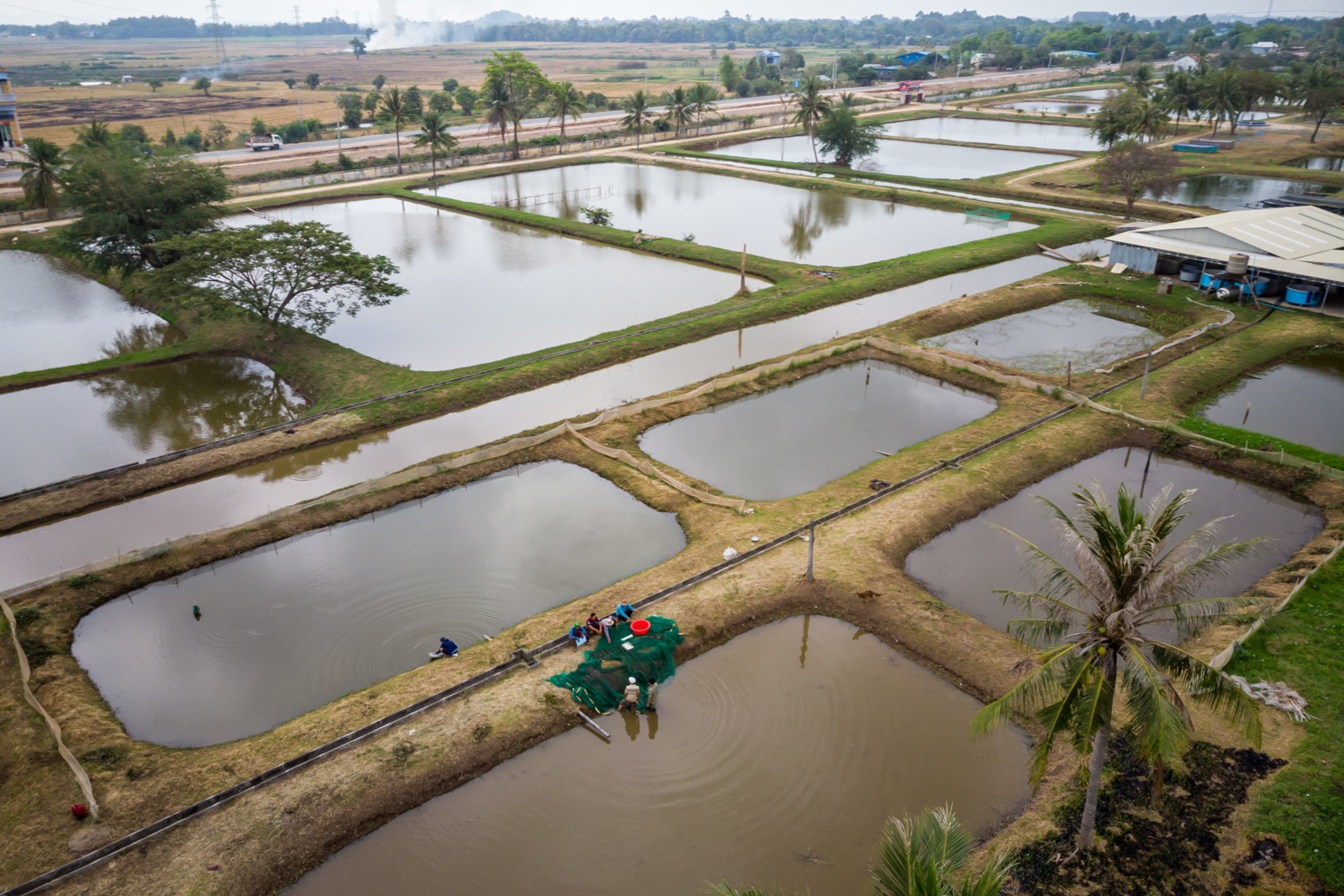An aerial view of several rectangular ponds used for farming giant barb fish in Cambodia.