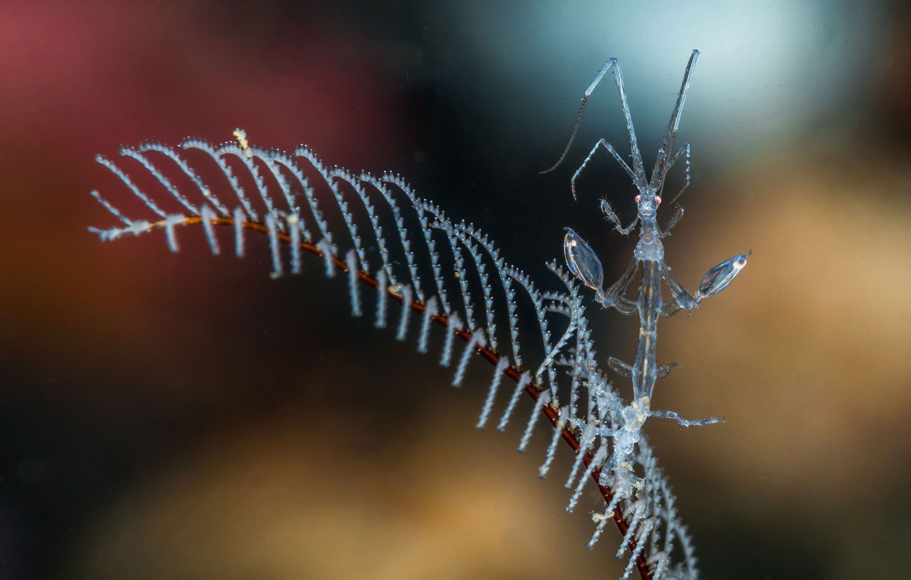 skeleton shrimp