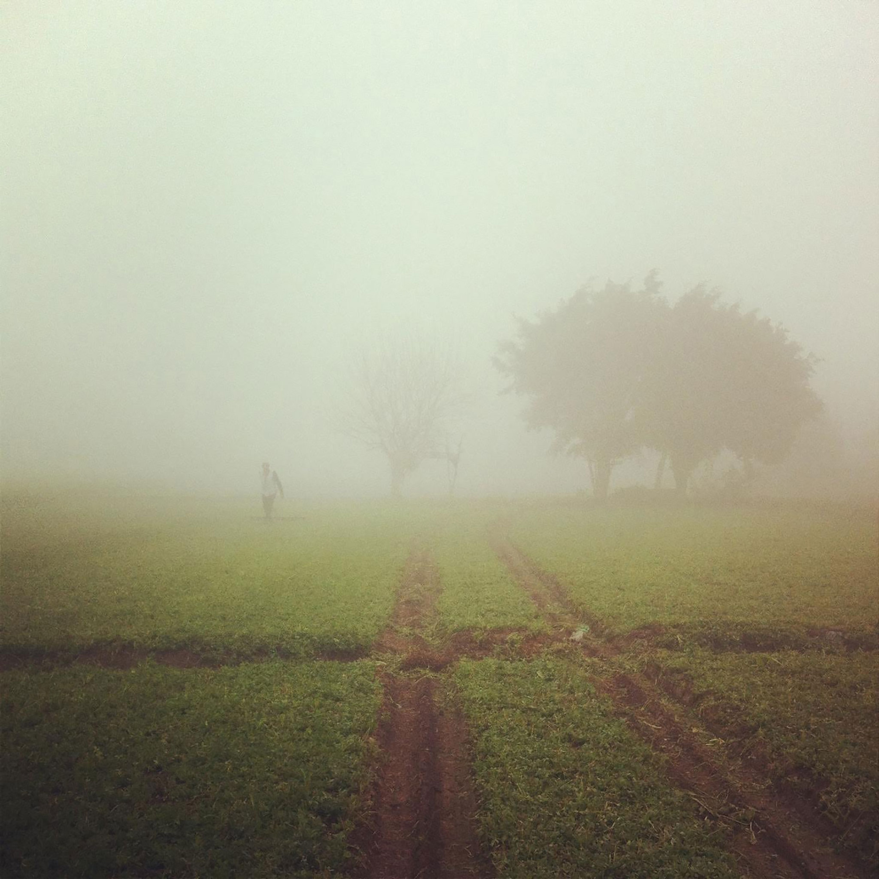 a farm in Cairo, Egypt