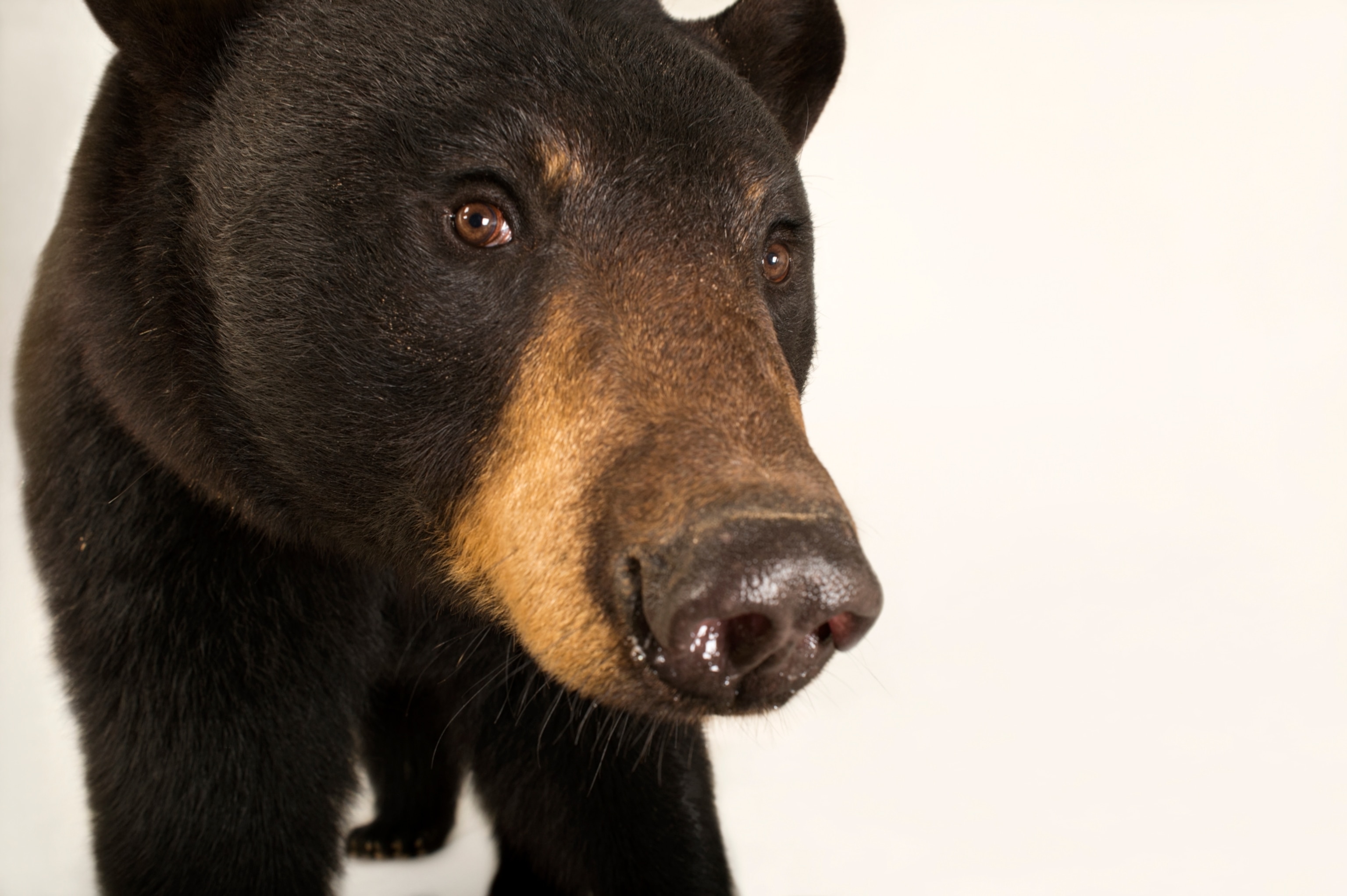 a black bear