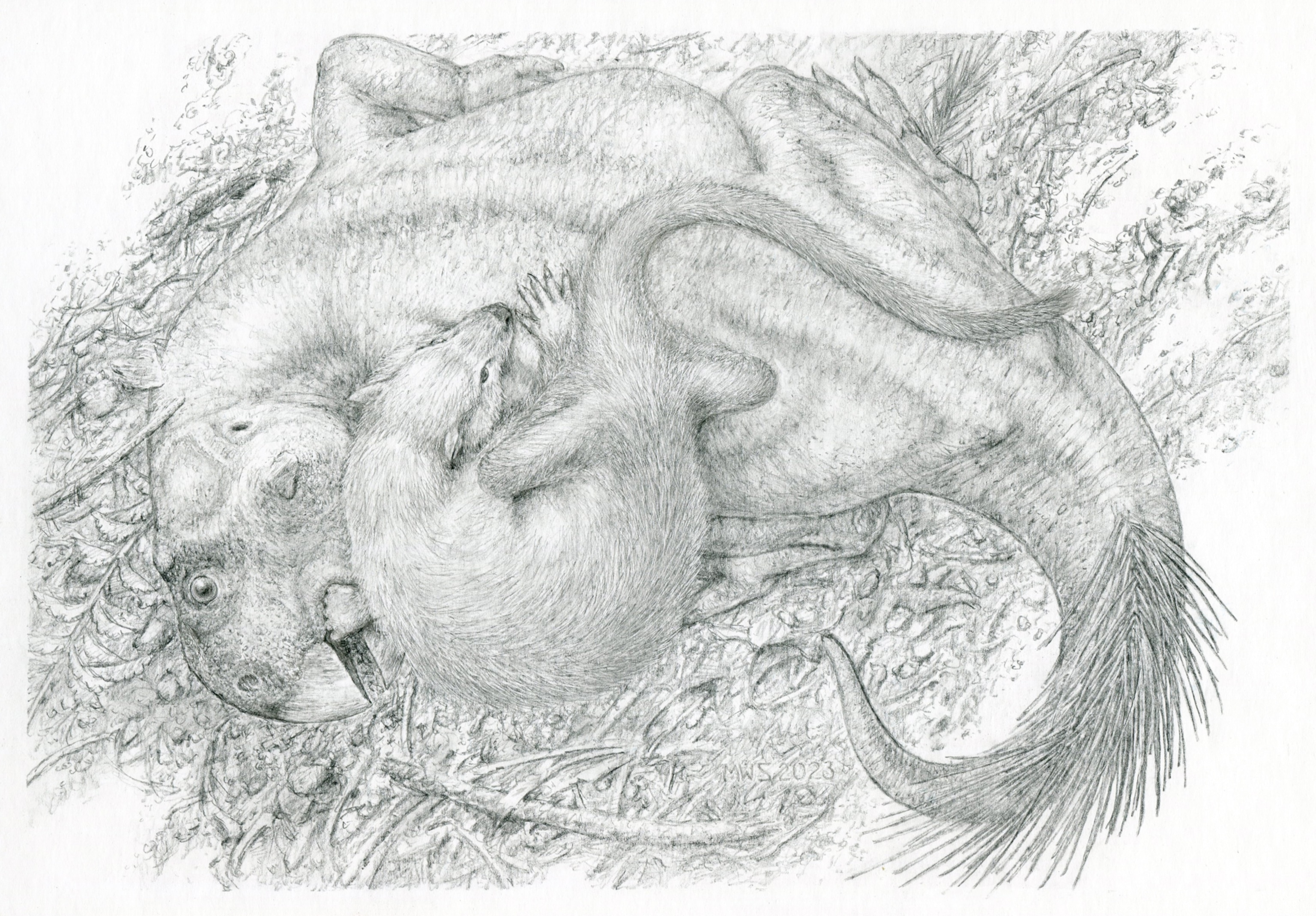Black and white illustration of Psittacosaurus being attacked by Repenomamus.