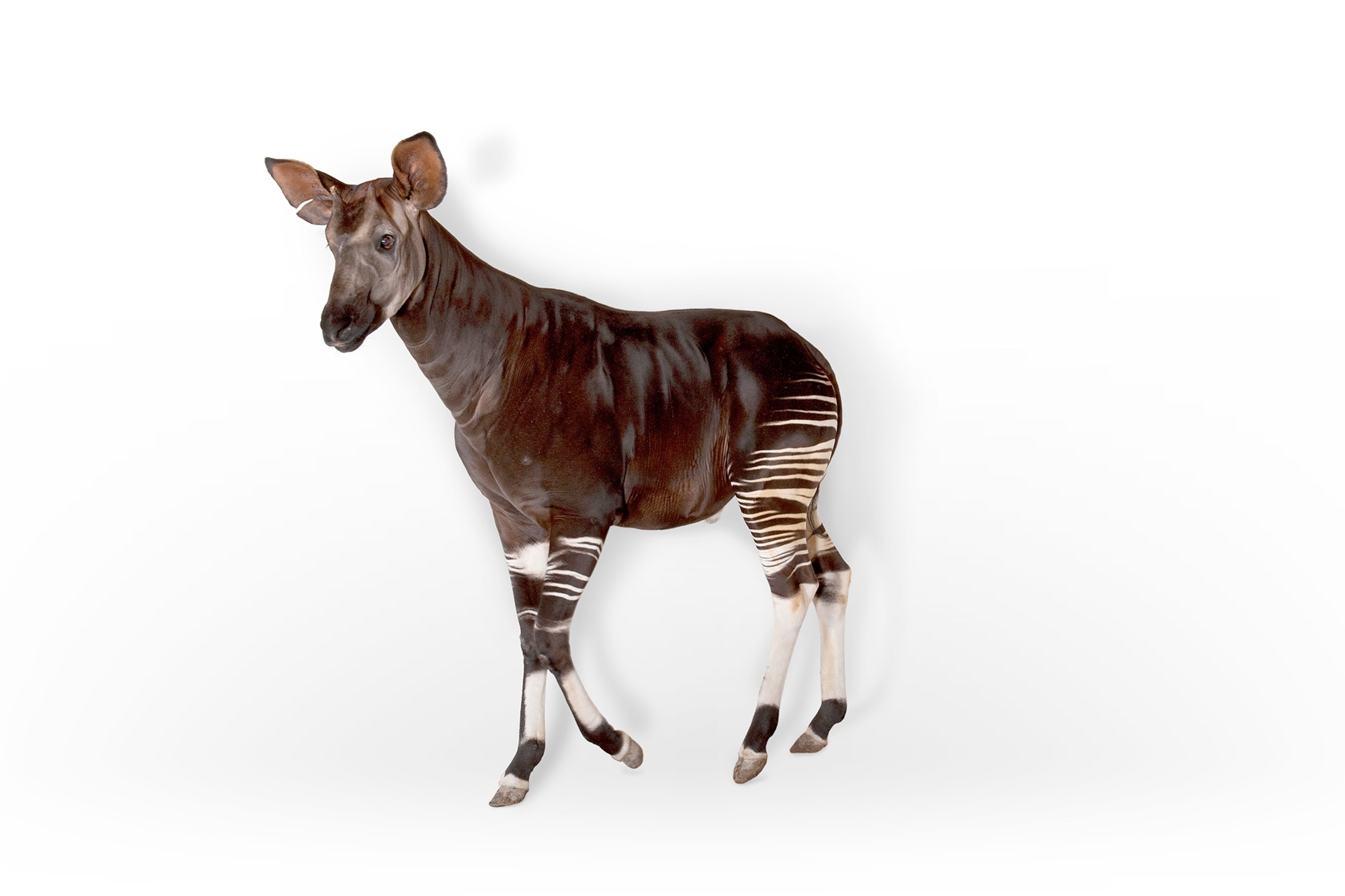 a male okapi