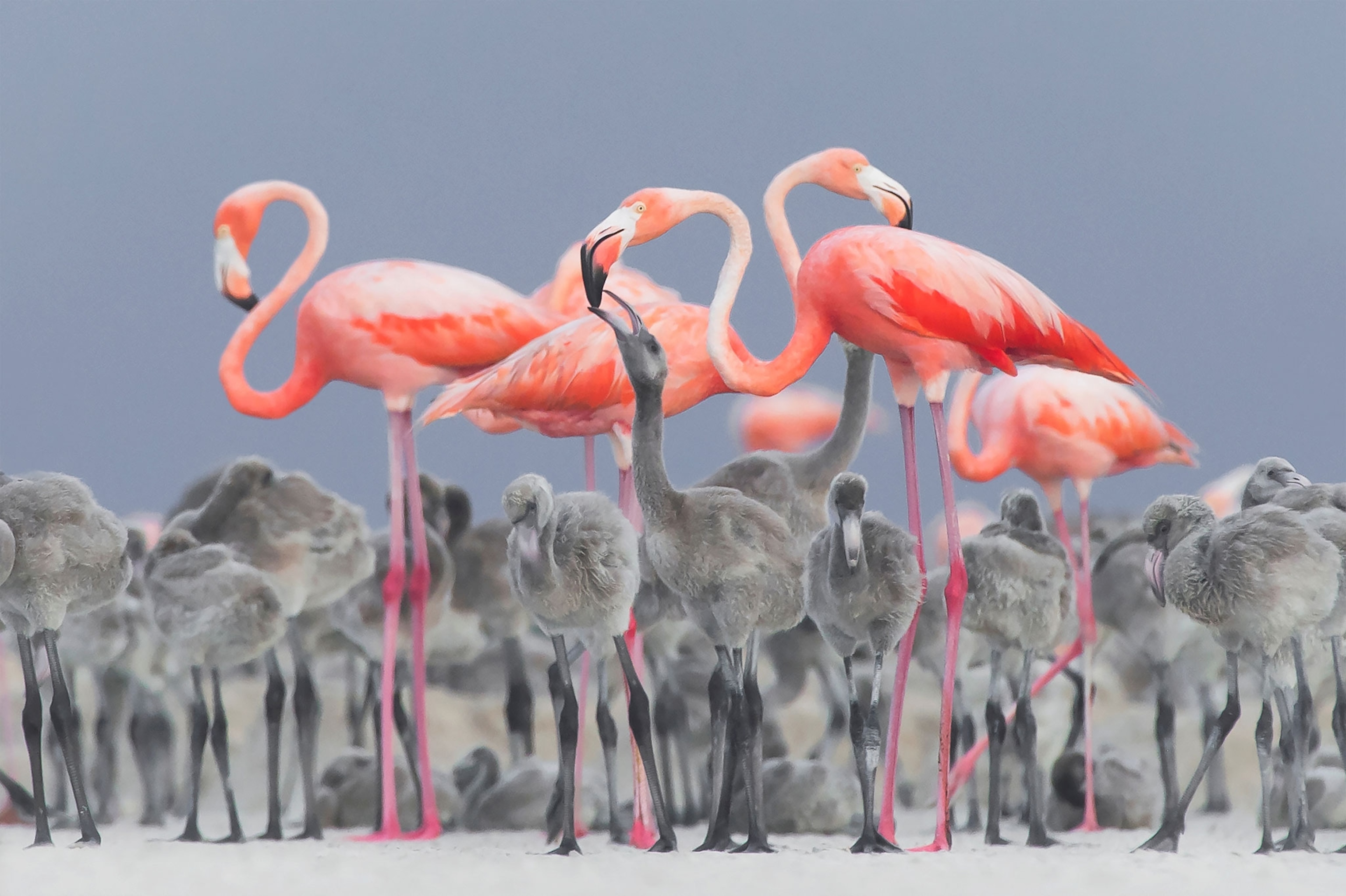 flamingos feeding their young