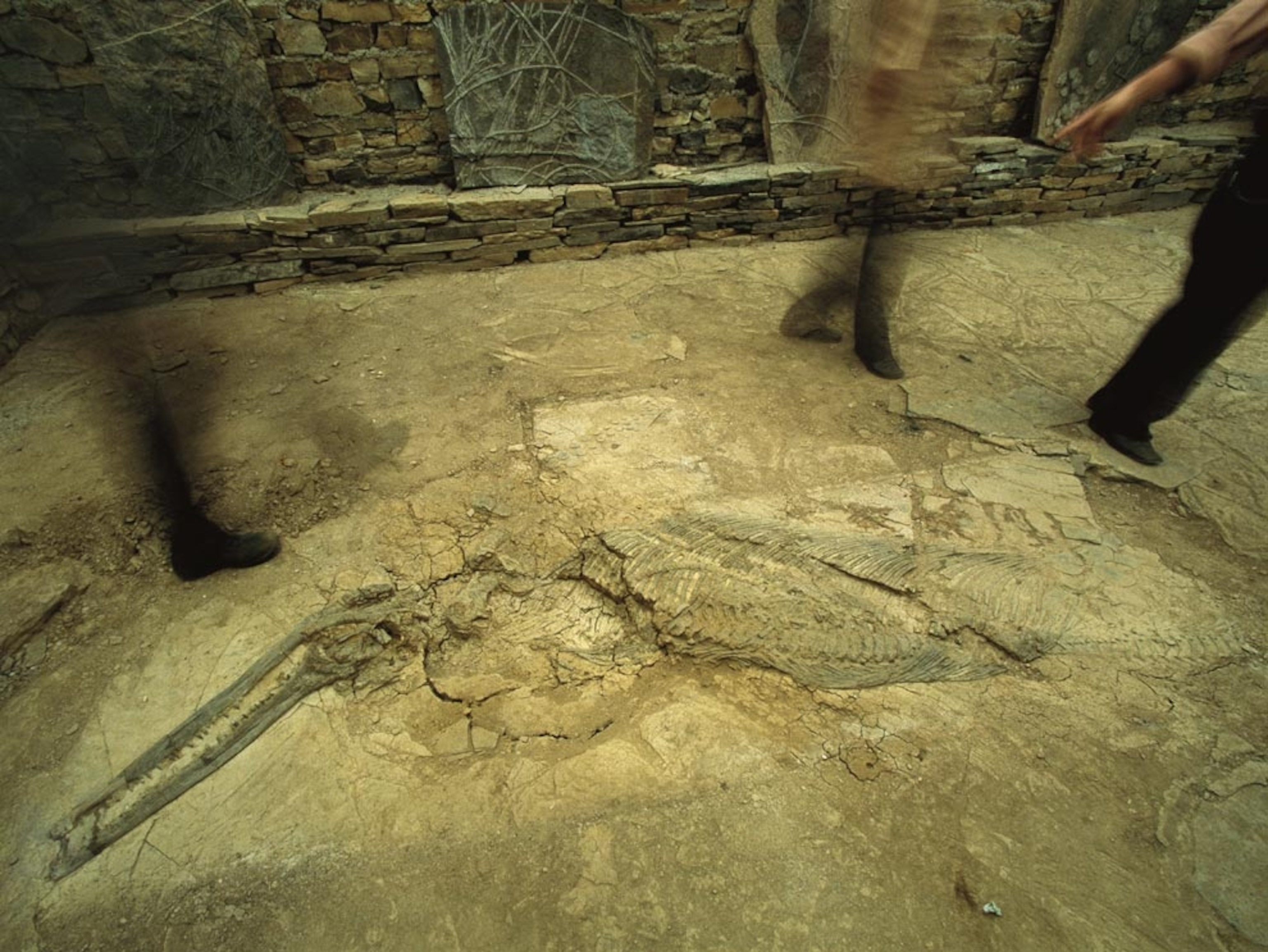 Fossil of an embedded Ichthyosaur marine reptile
