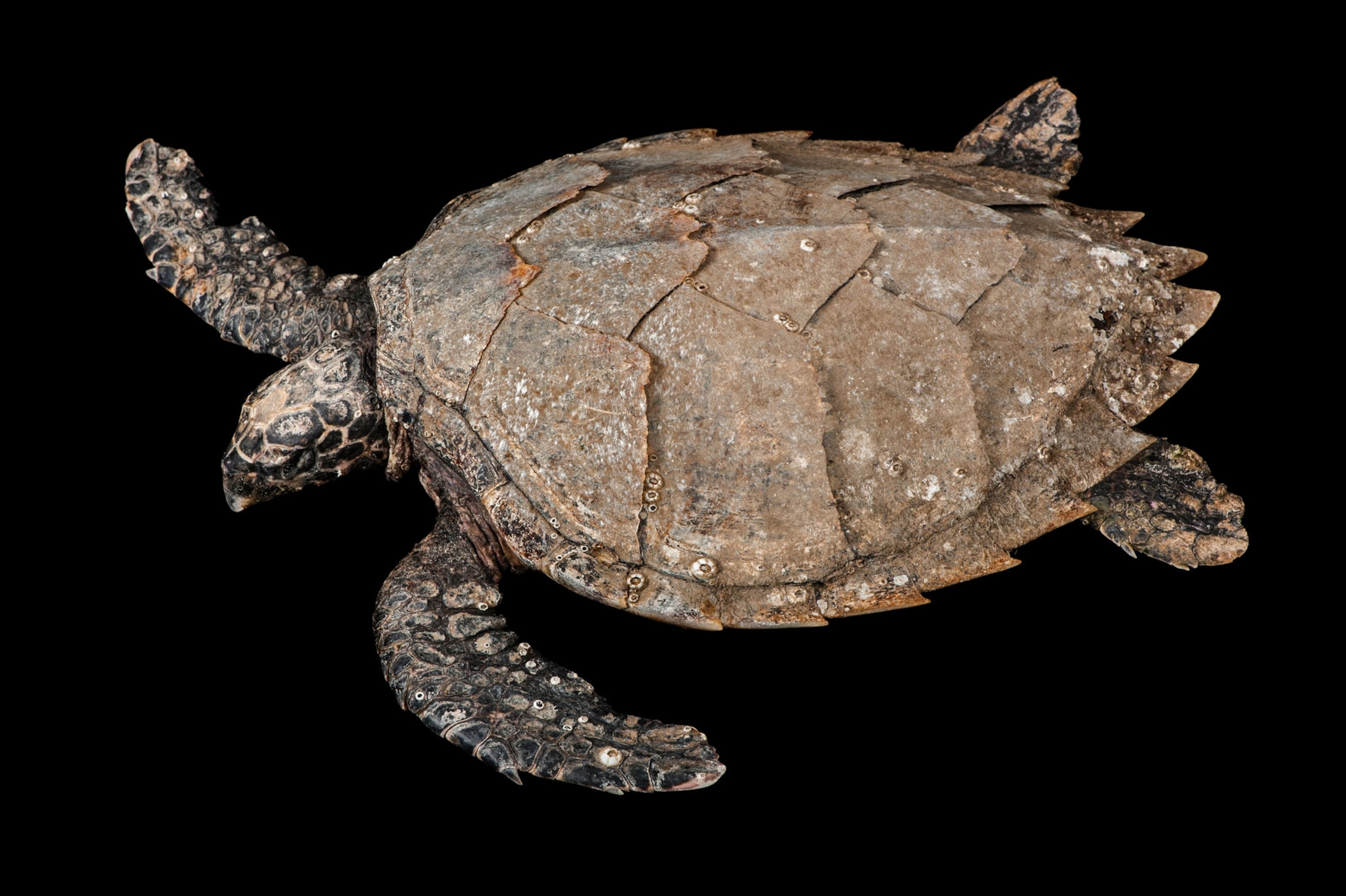 turtle