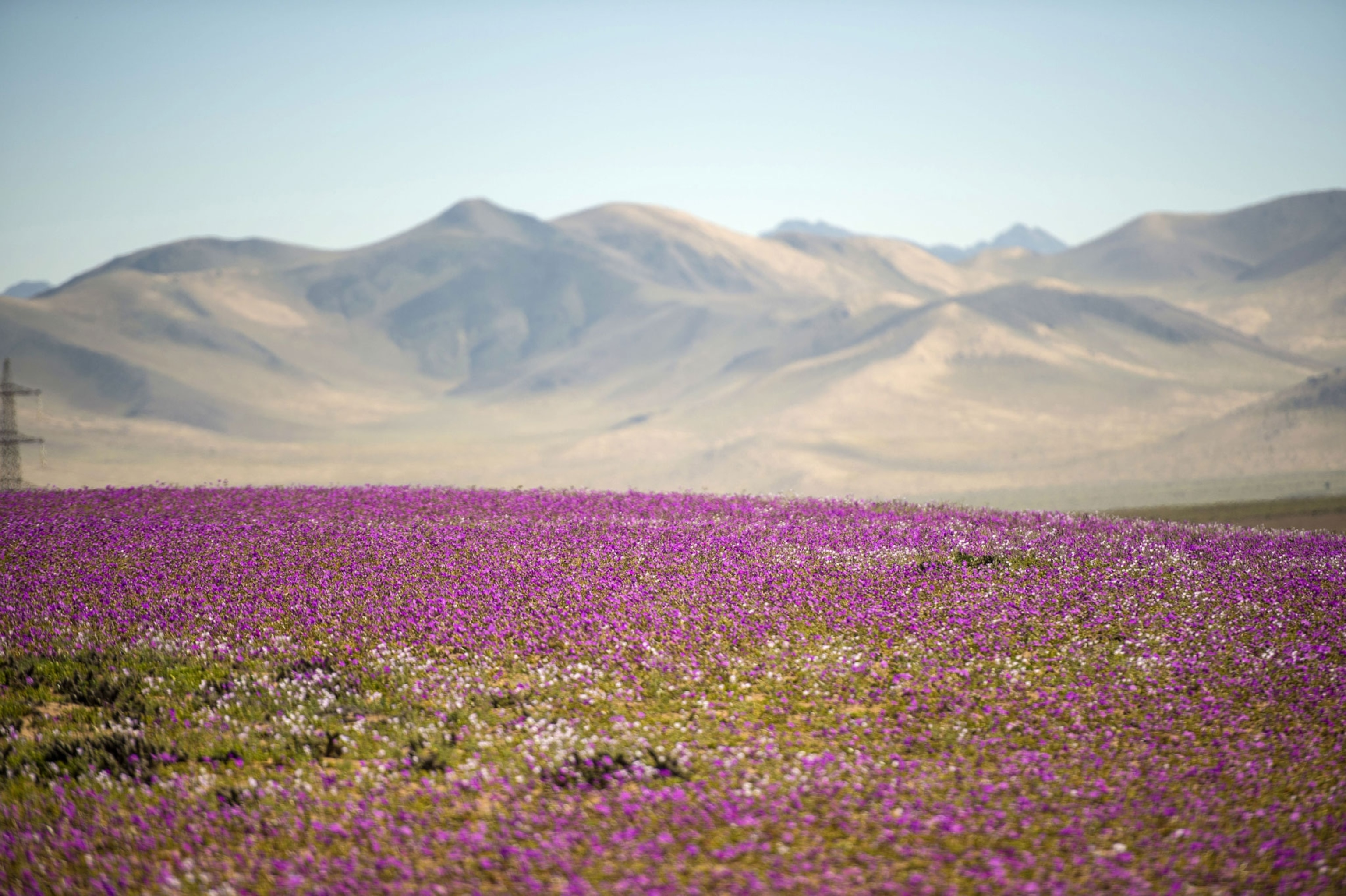 purple flowers dot the desert as sand colored mountains loom in the distance