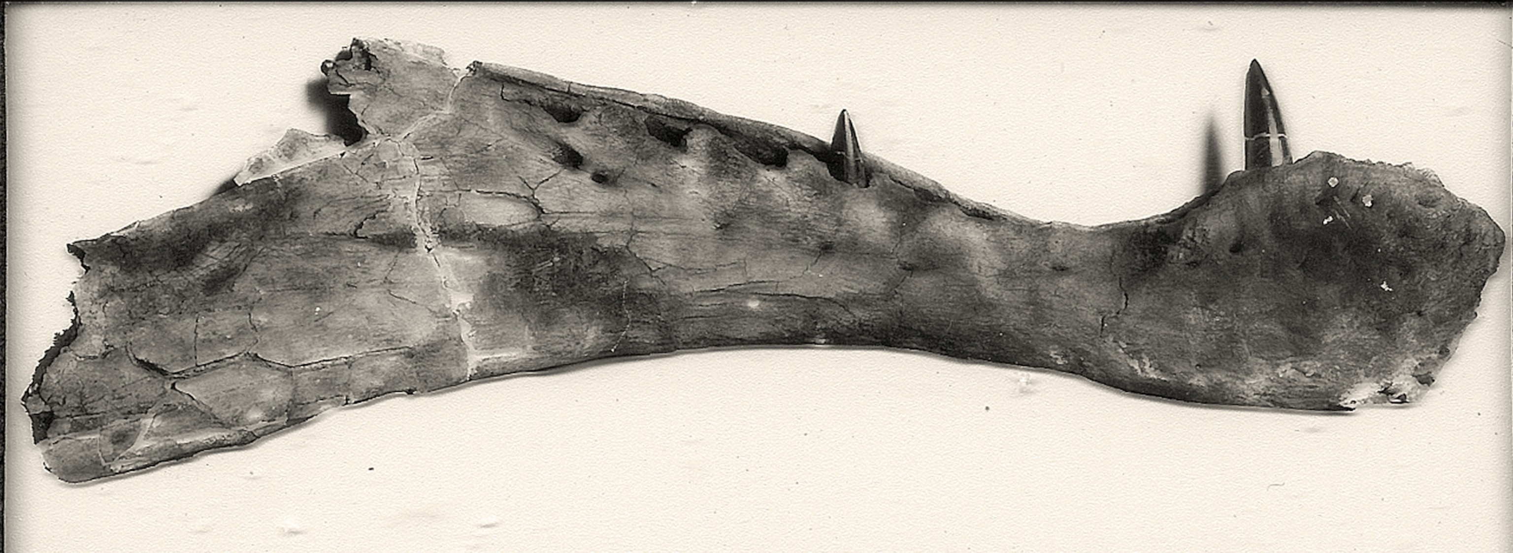 a Spinosaurus jaw