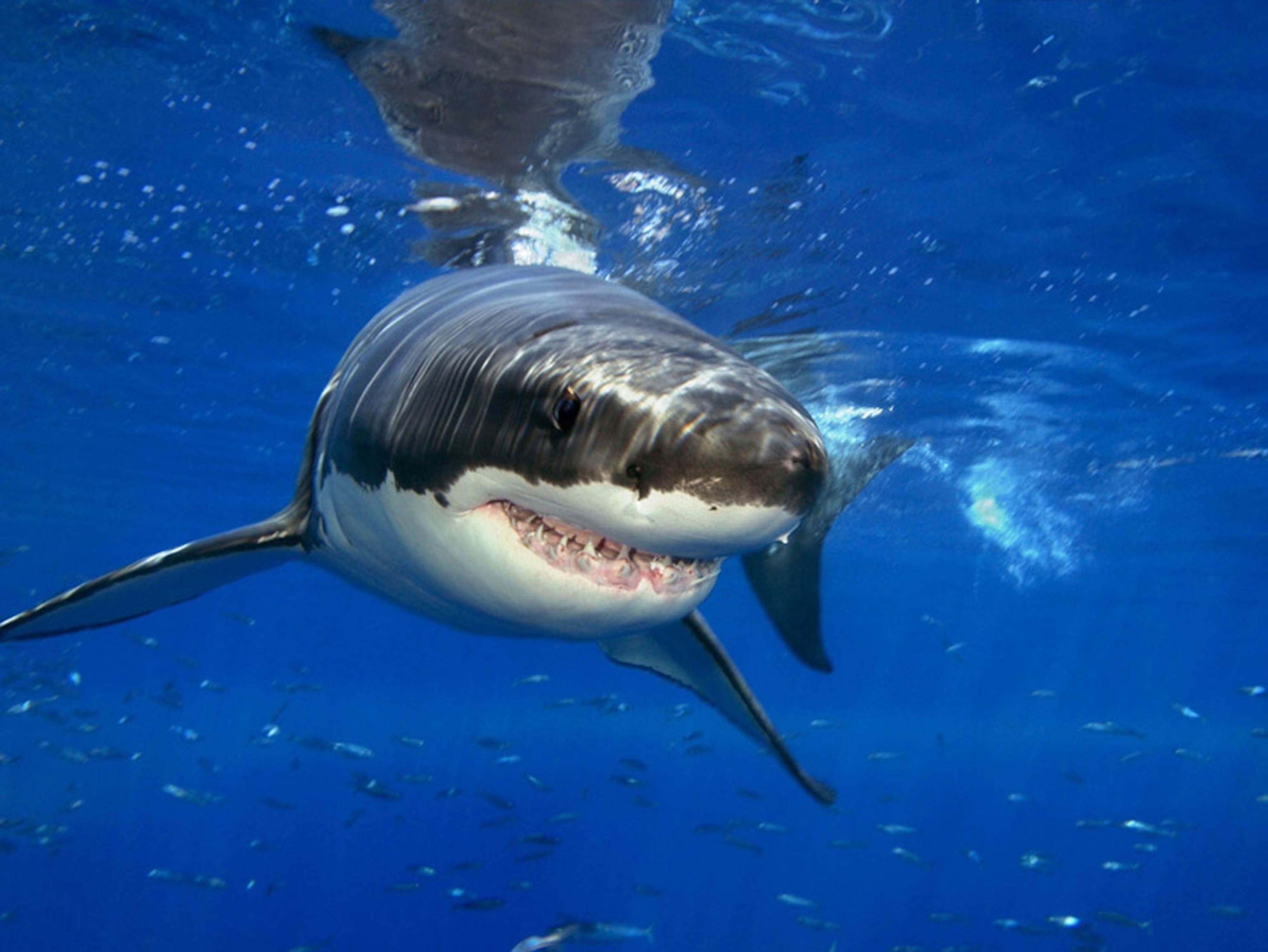 Great white shark near Guadalupe Island, Mexico