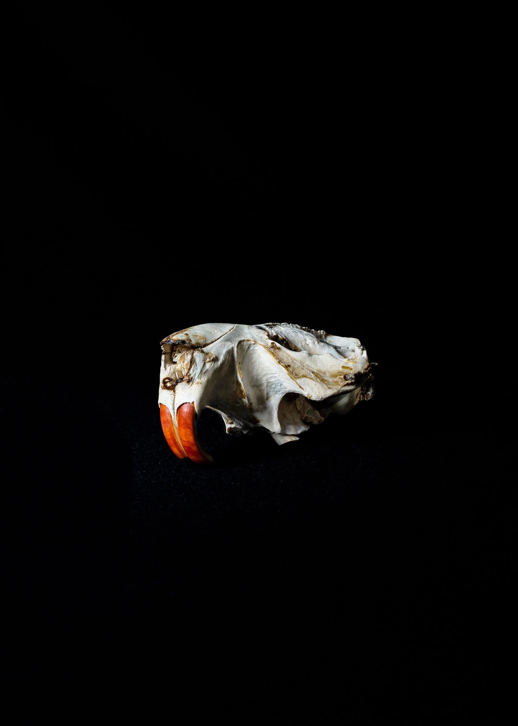 a beaver skull