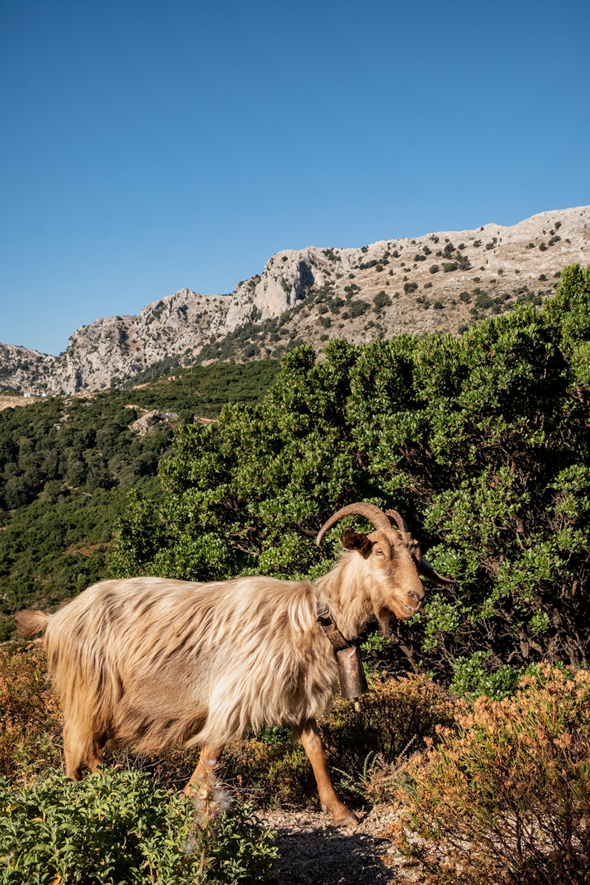 A mountain goat in the greenery of the mountains.