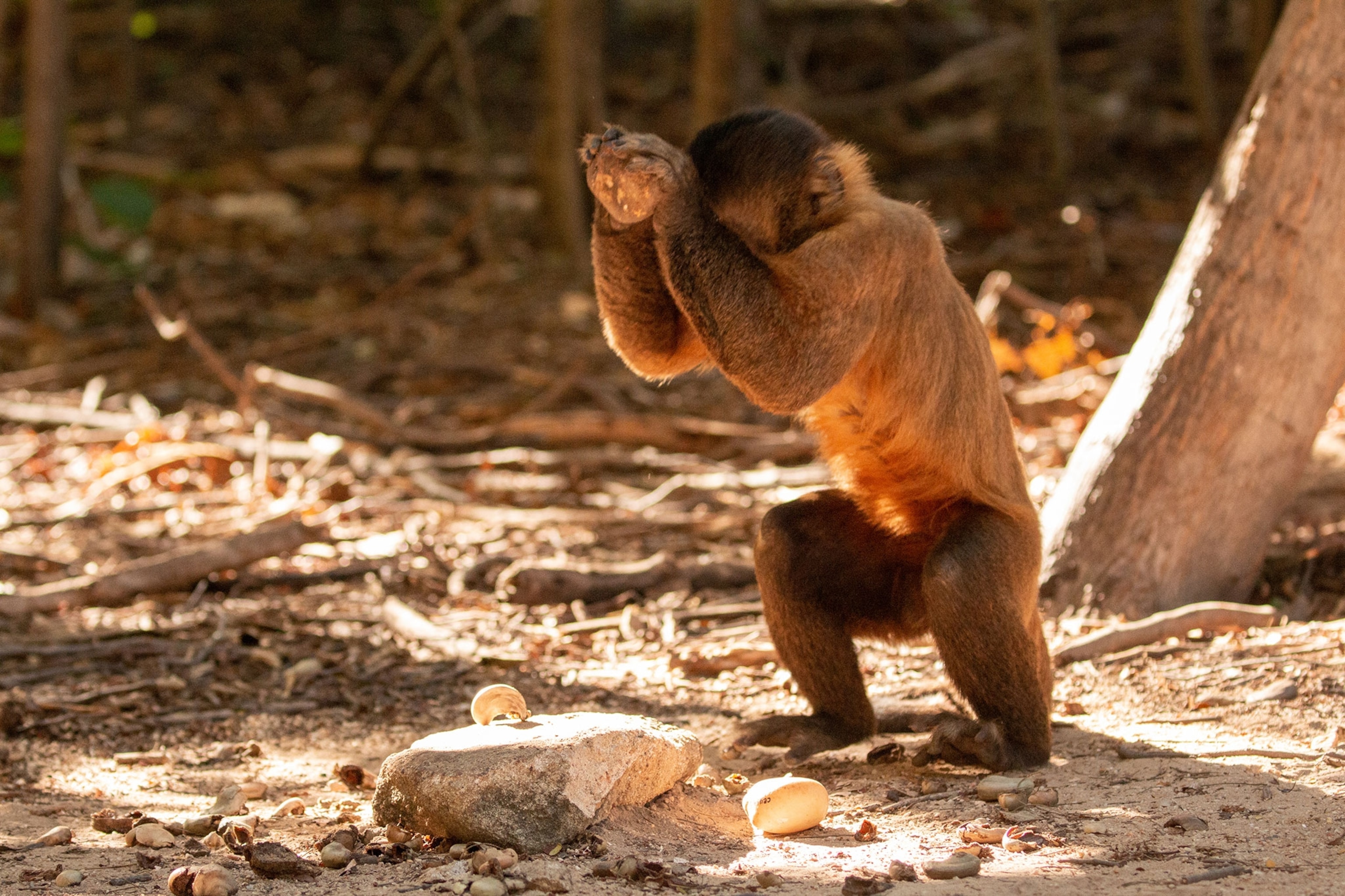 a monkey cracking open a nut