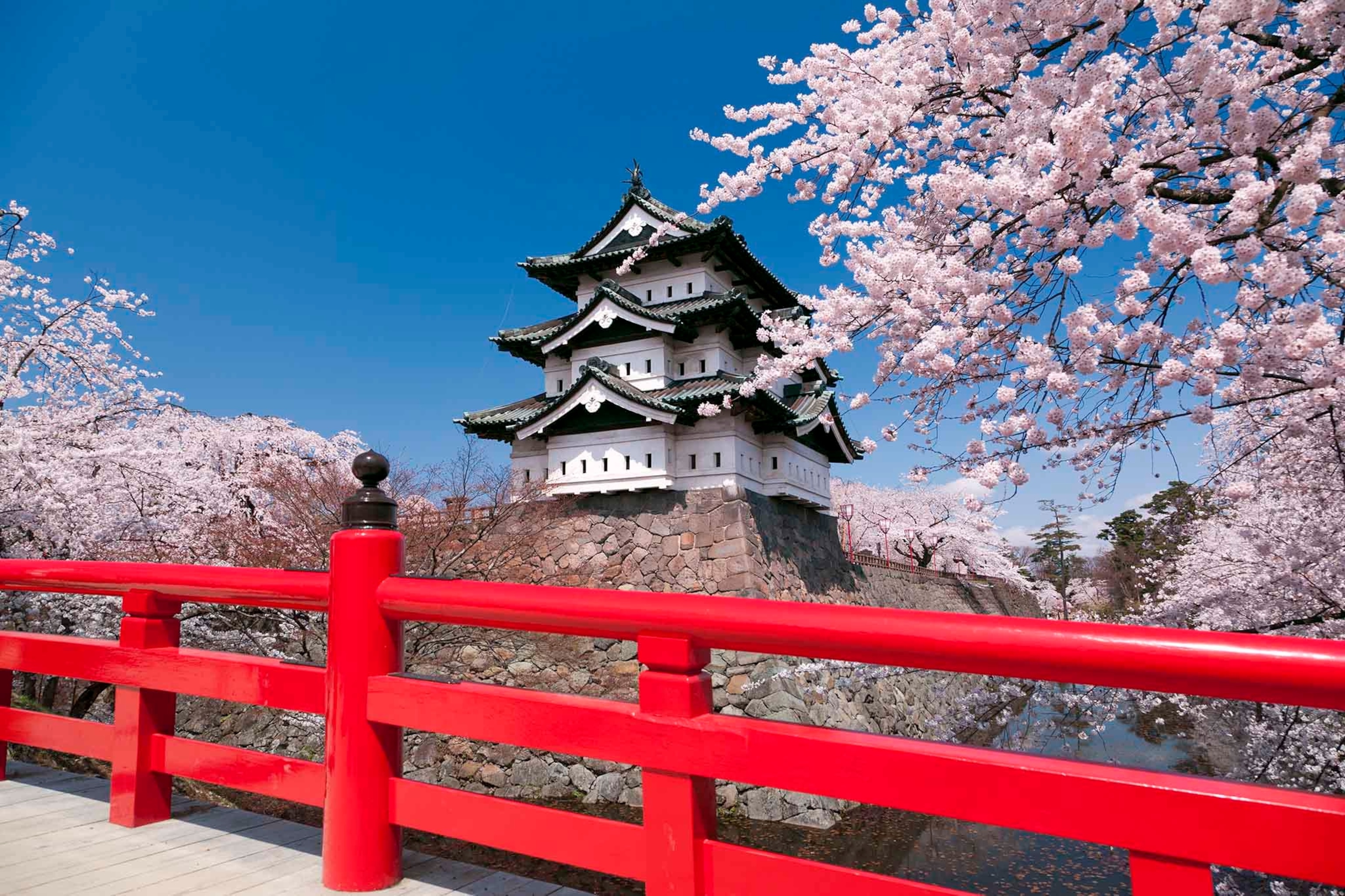 Cherry blossoms at Hirosaki Castle, Aomori Prefecture, Honshu, Japan