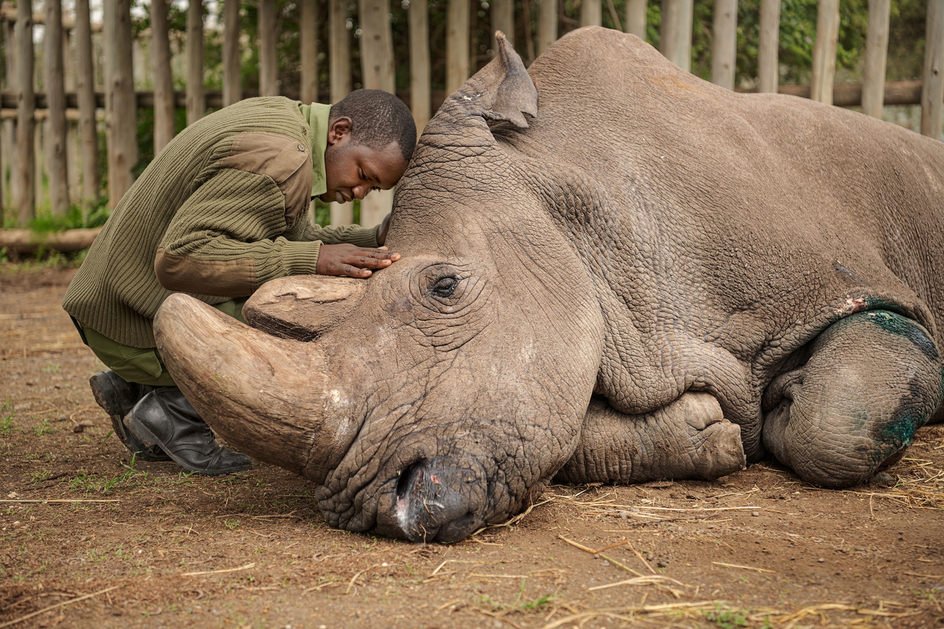 A man kneels next to a large, dying rhino lying on the ground