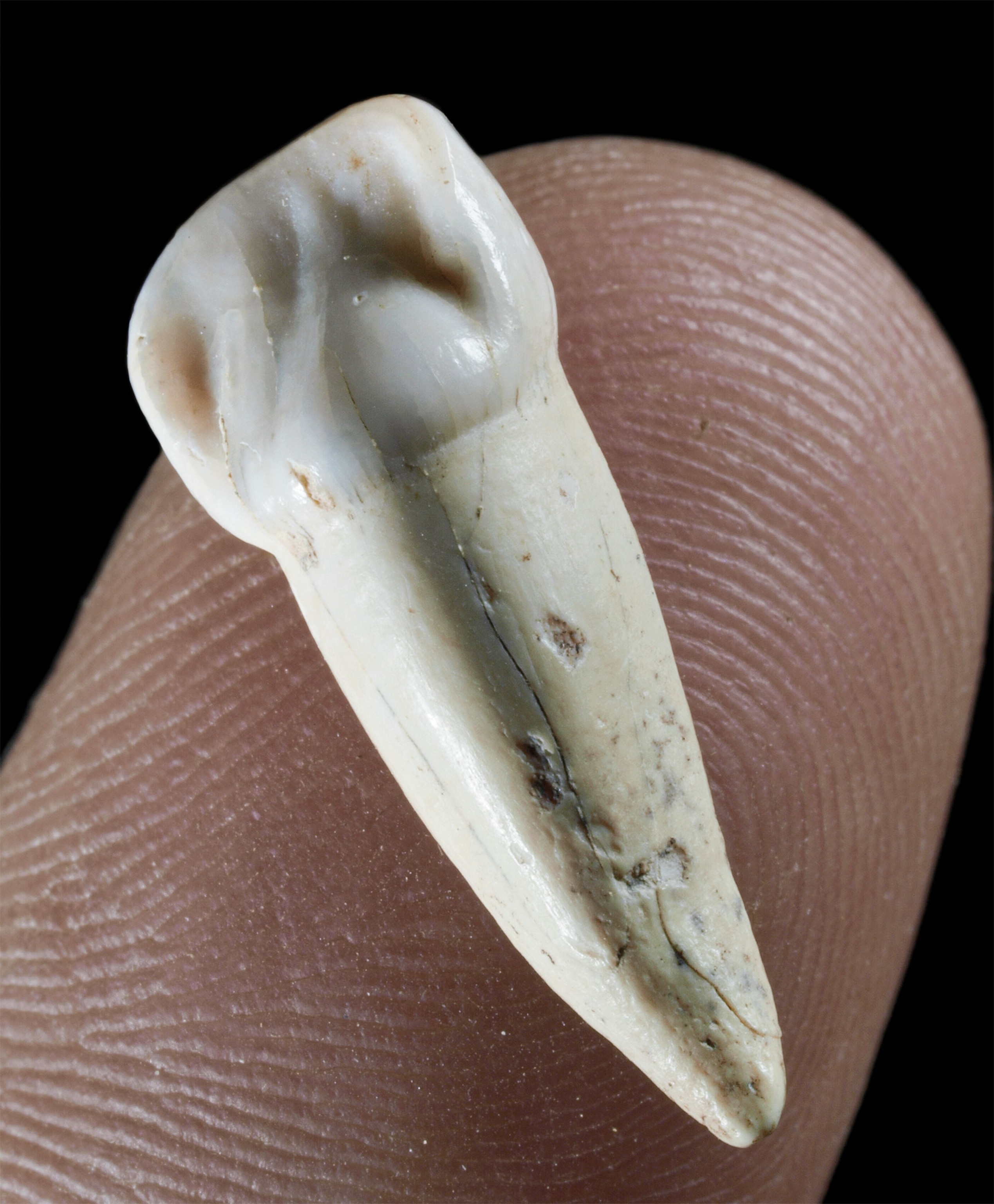 A molar tooth sits on a finger tip