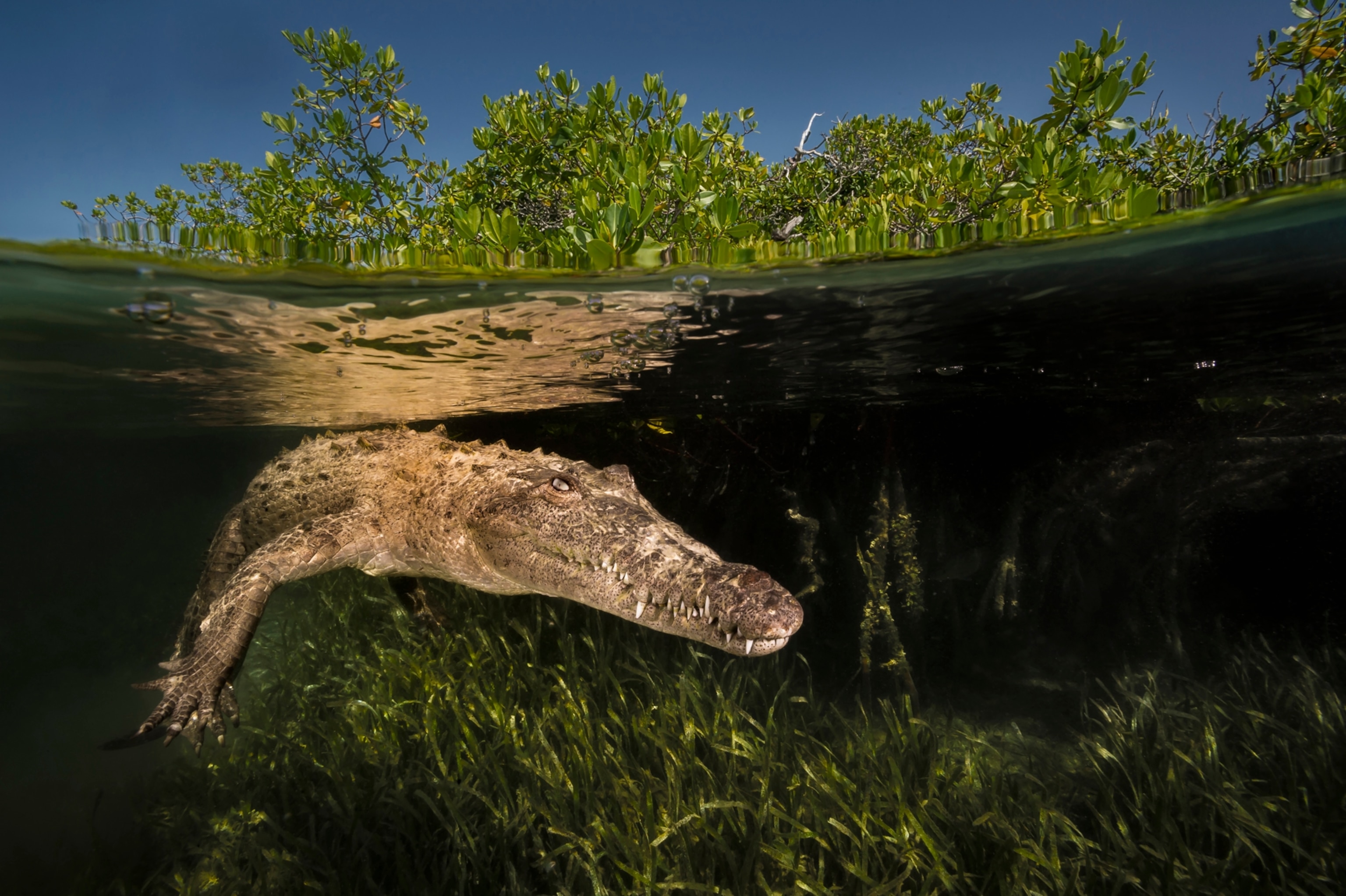 an American crocodile in Gardens of the Queen National Marine Park, Cuba