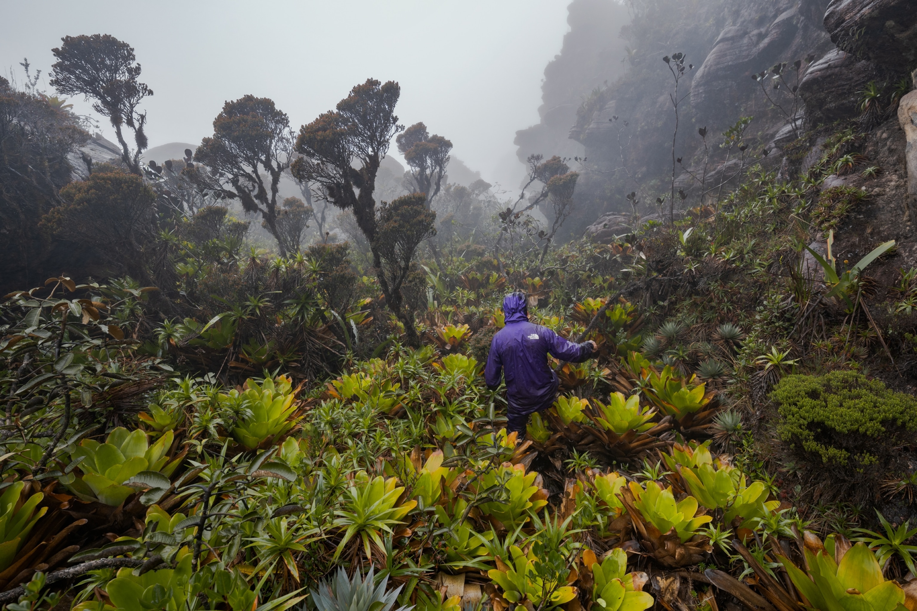 Picture of person working through dense vegetation.