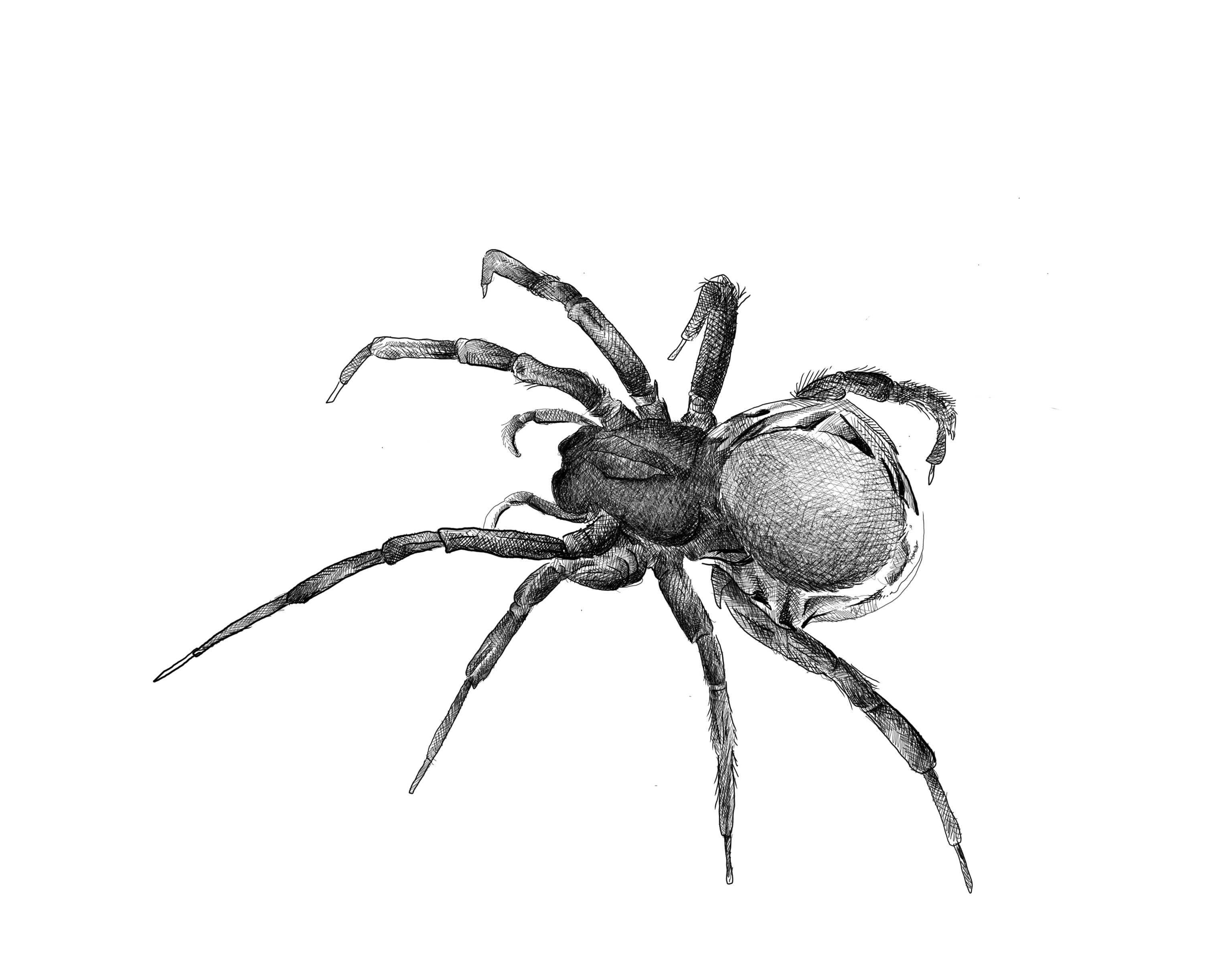 Diving bell spider