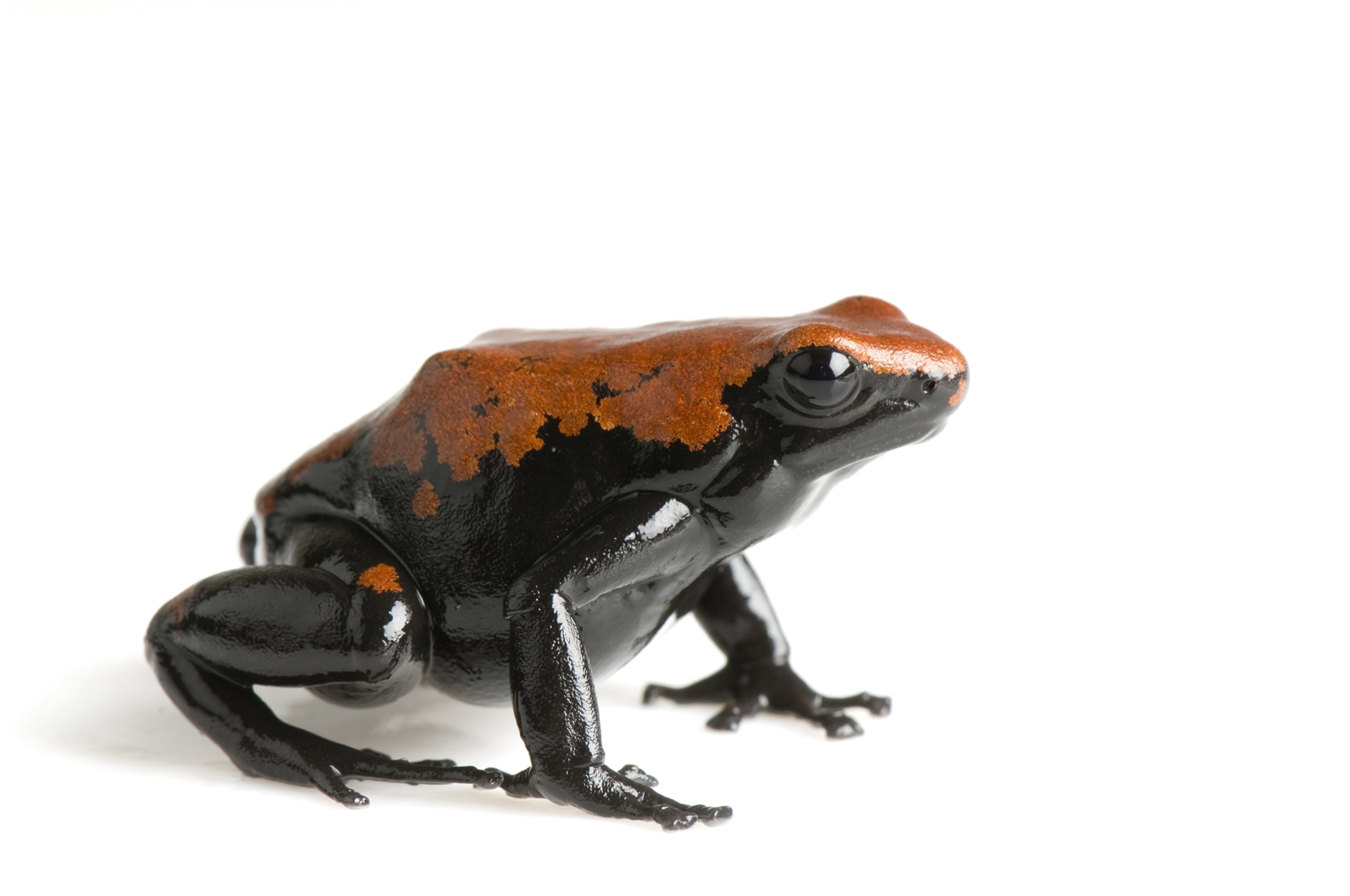 a splash-backed poison frog