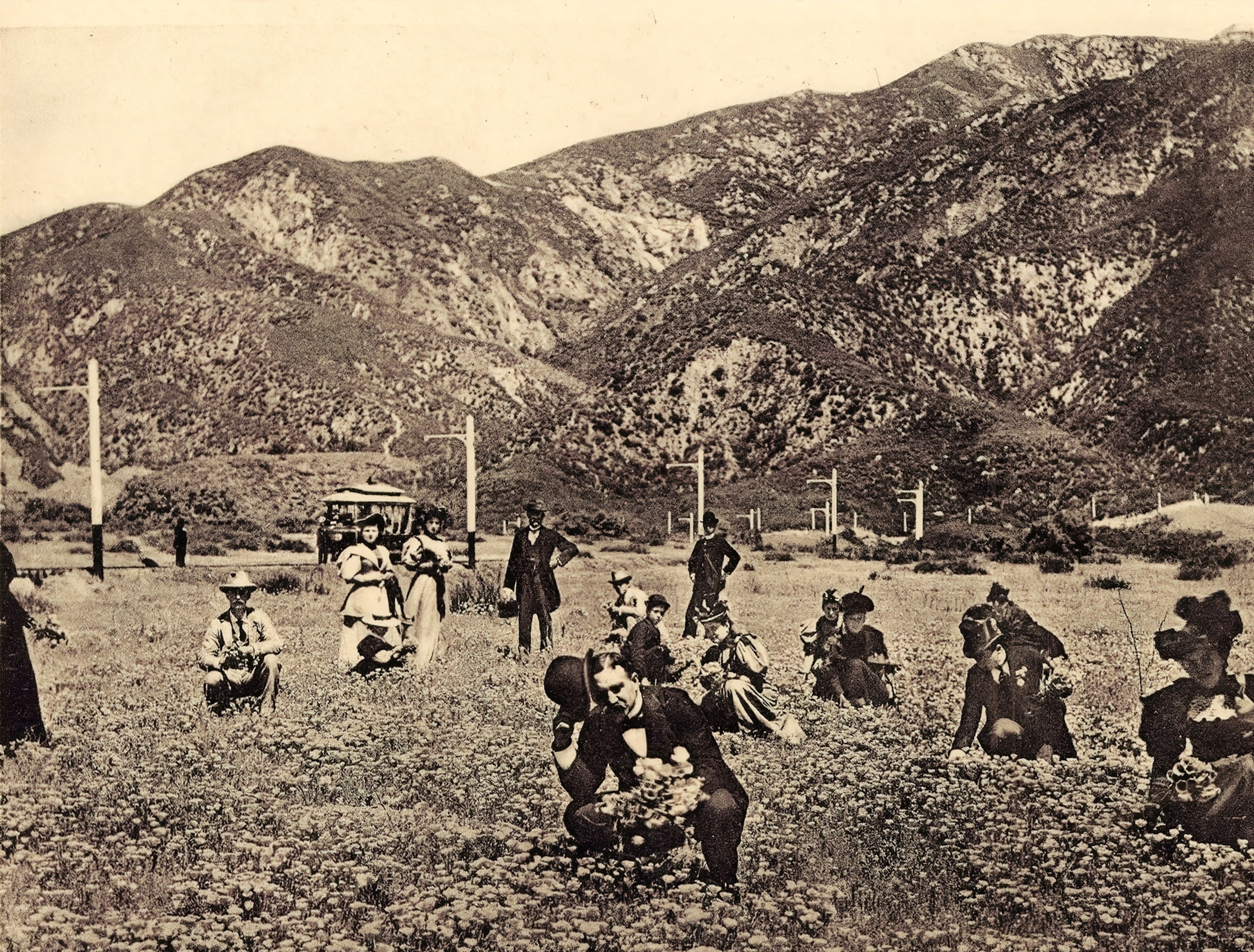 People picking poppies in a field