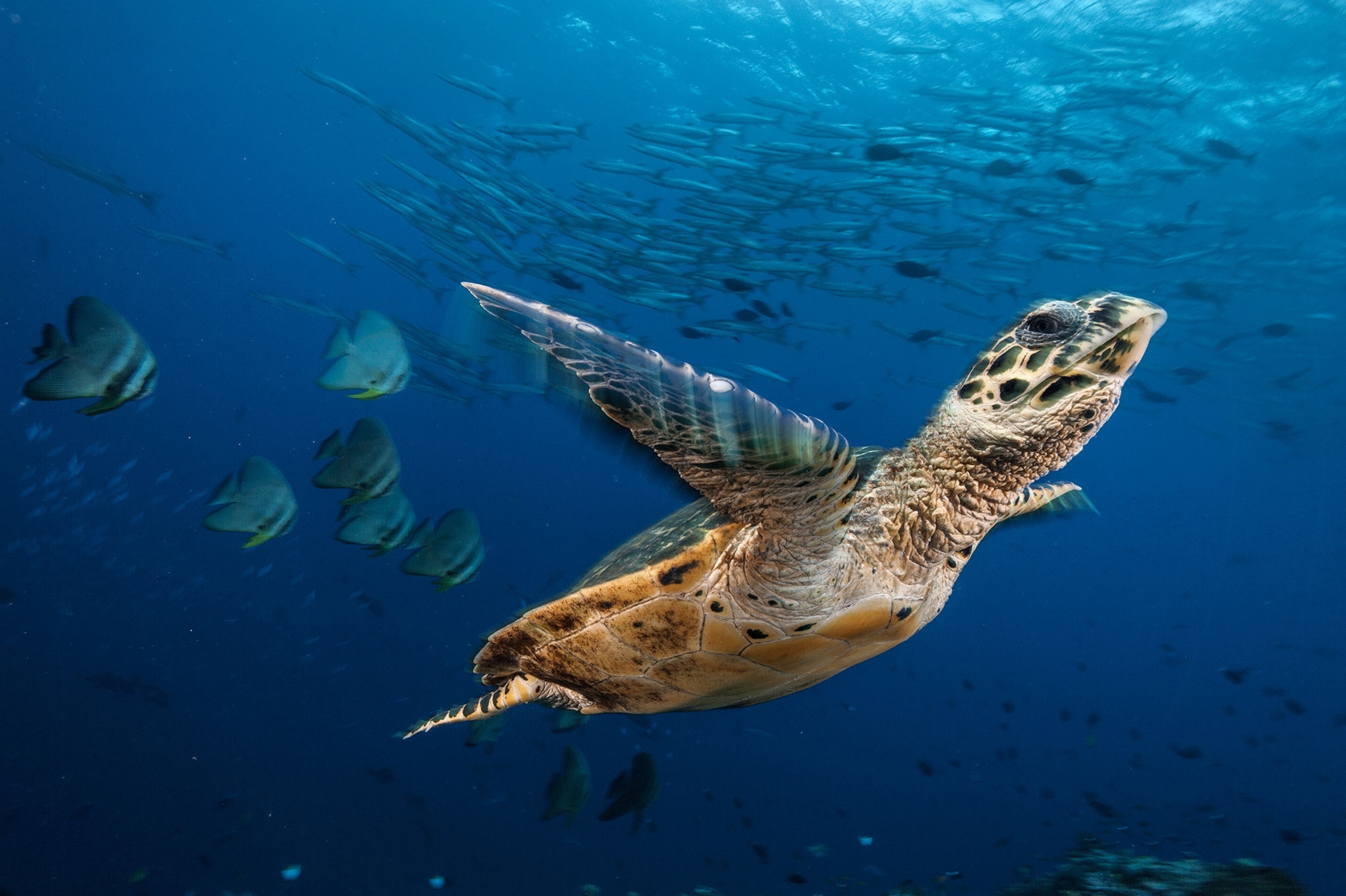 hawksbill sea turtle Kimbe bay Papua New Guinea