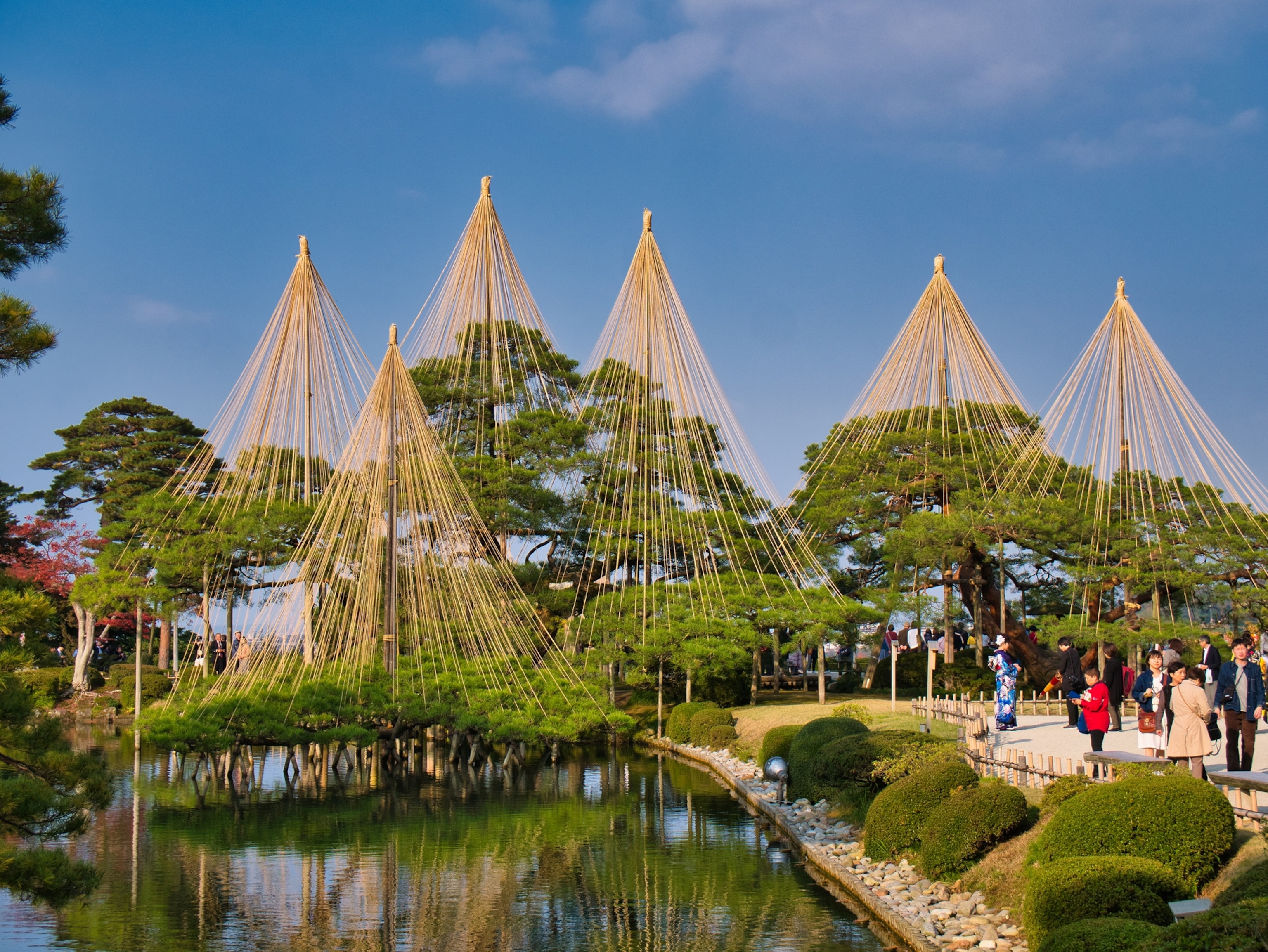 Trees supported by yukizuri ropes, in Kenrokuen gardens, Kanazawa in the Ishikawa Prefecture, Japan. Kenrokuen is one of the three great gardens of Japan.
