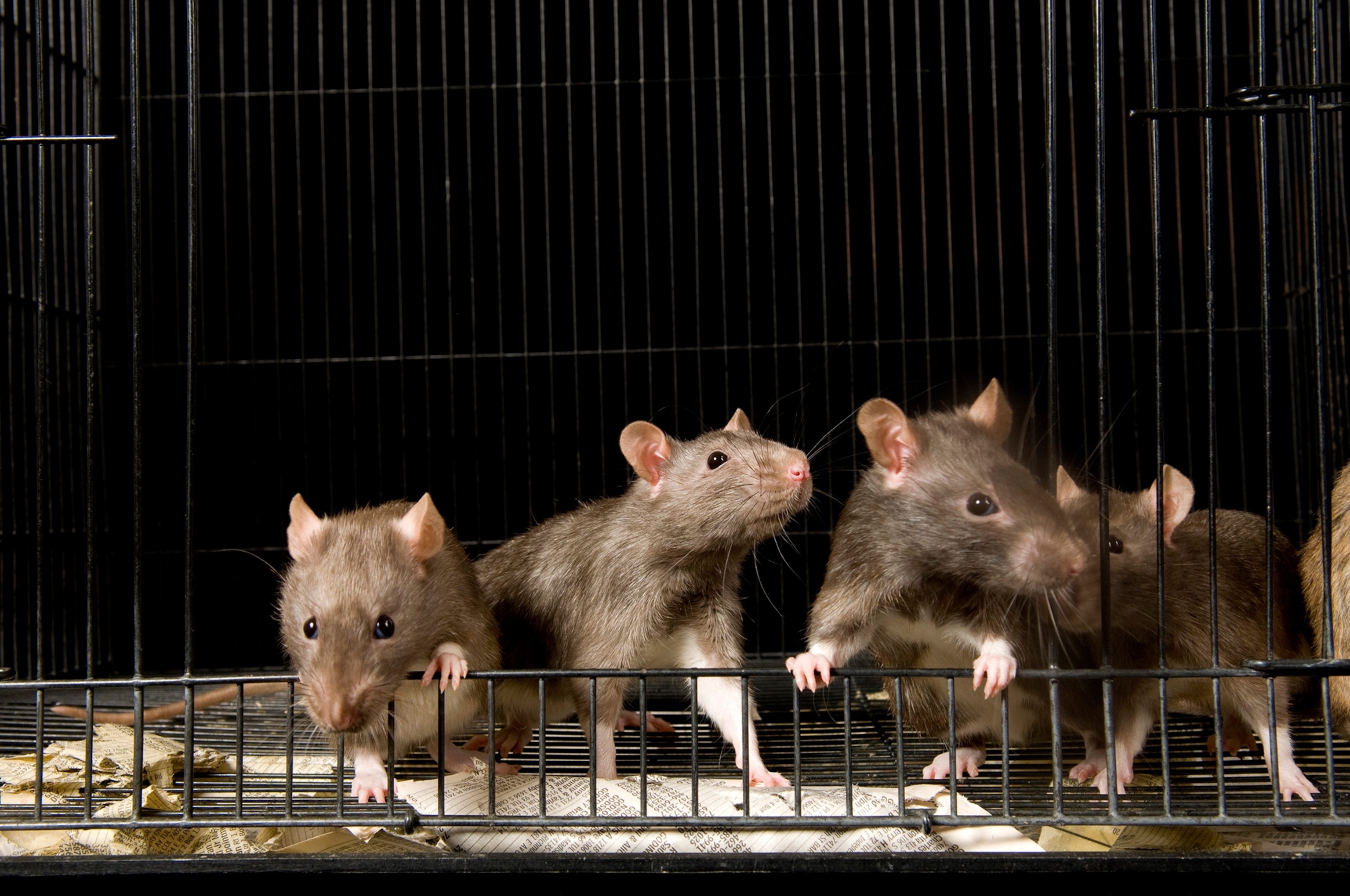 rats