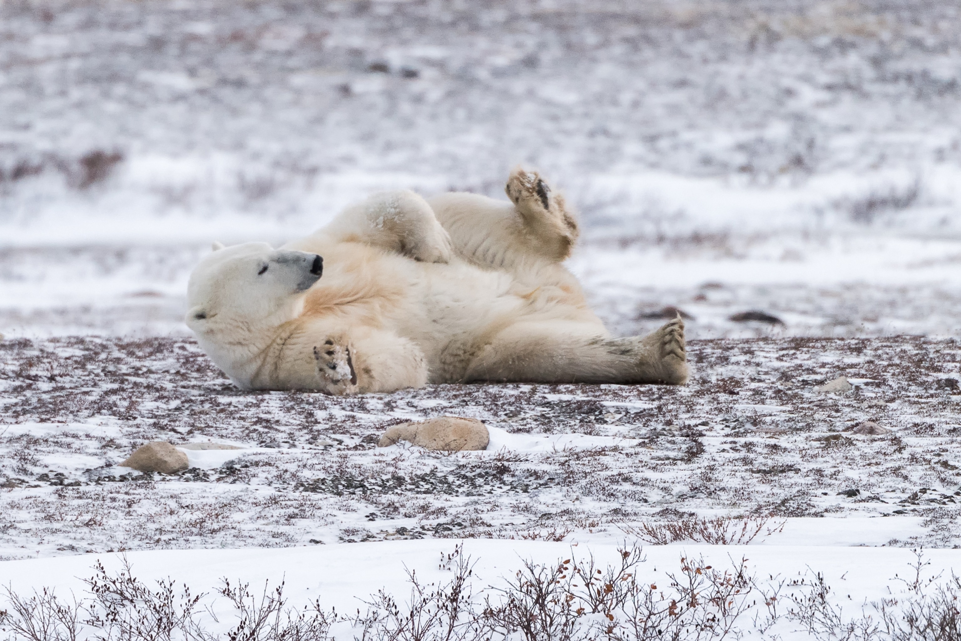 animal scratching