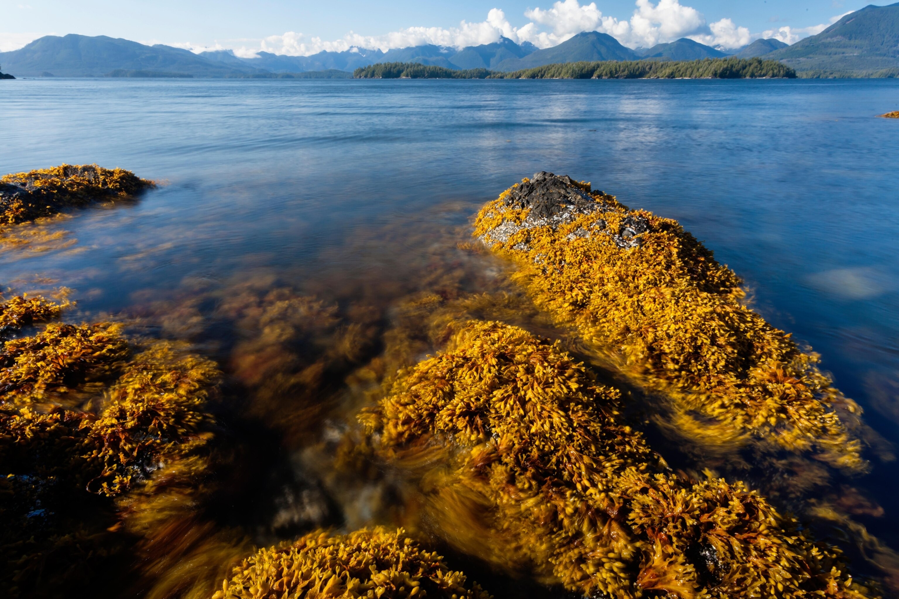 kelp in Barkley Sound, Vancouver Island, British Columbia, Canada
