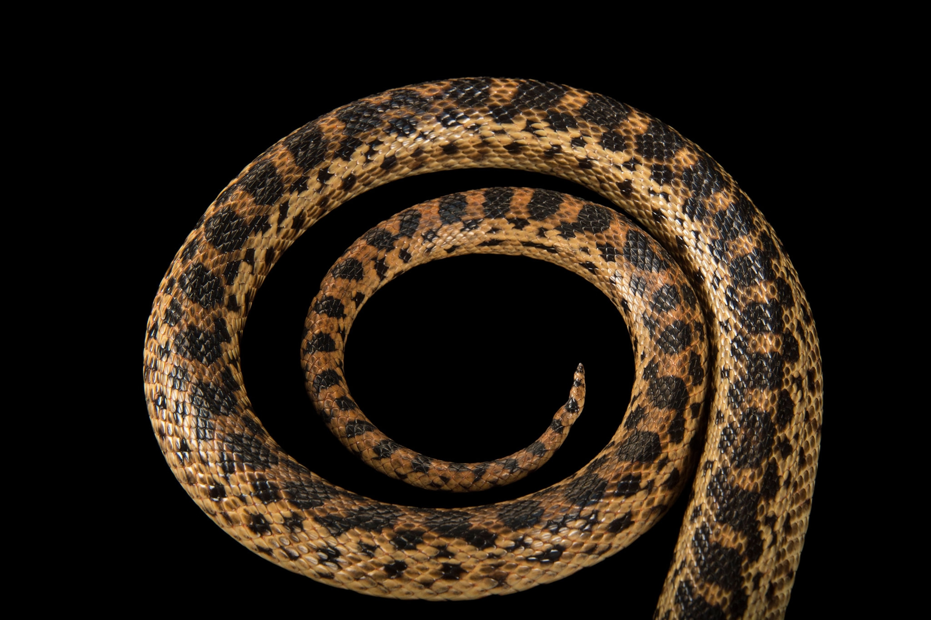 snake