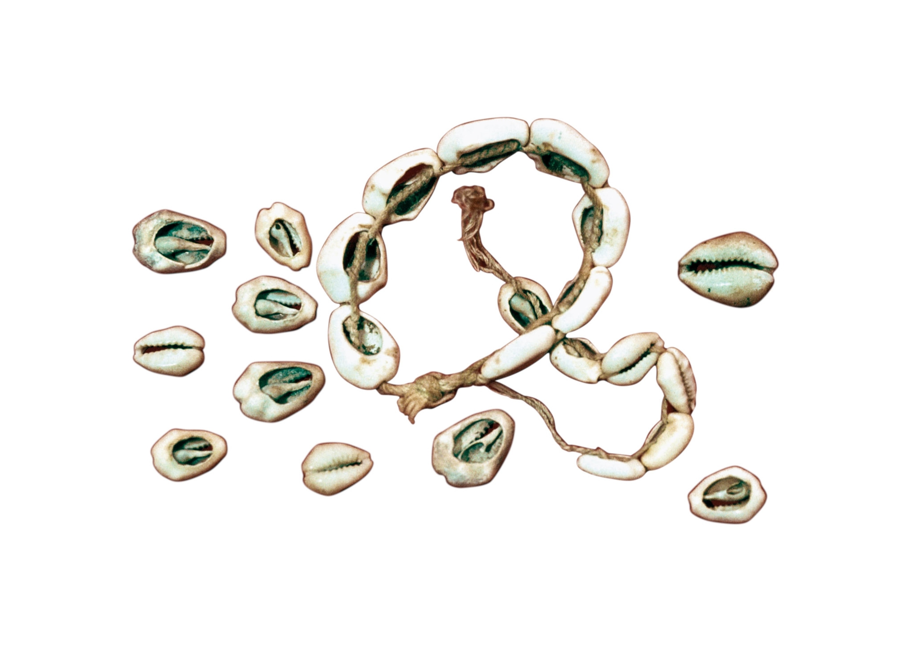 cowrie shells