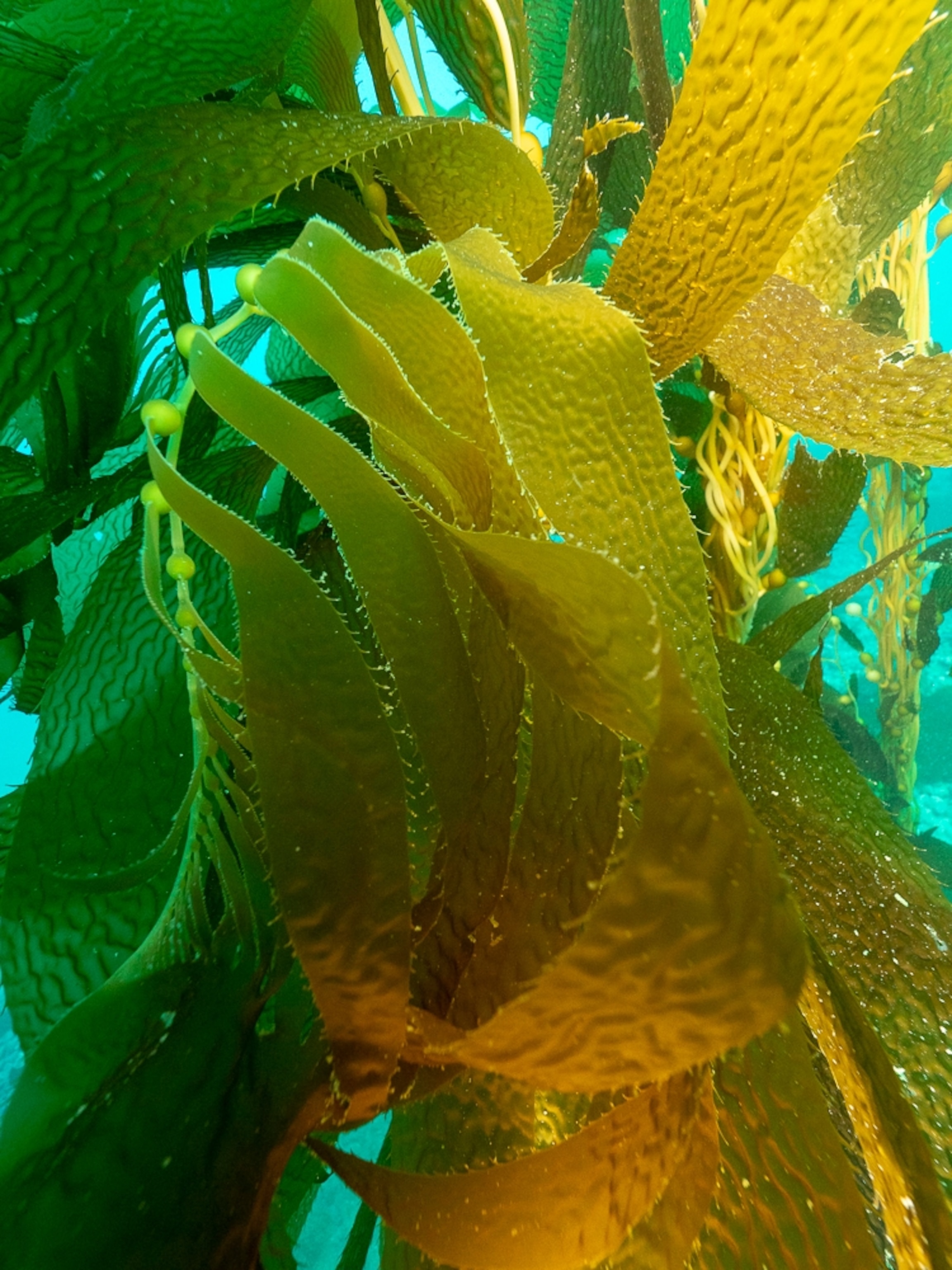 kelp