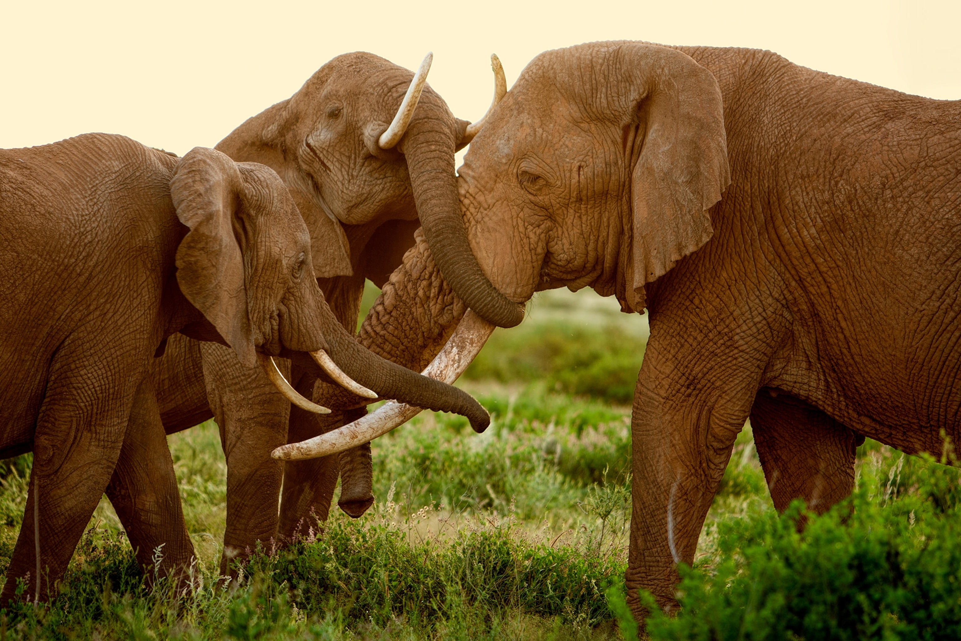 A soft yellow light from the sun fills the frame as elephants use their trunks to embrace.