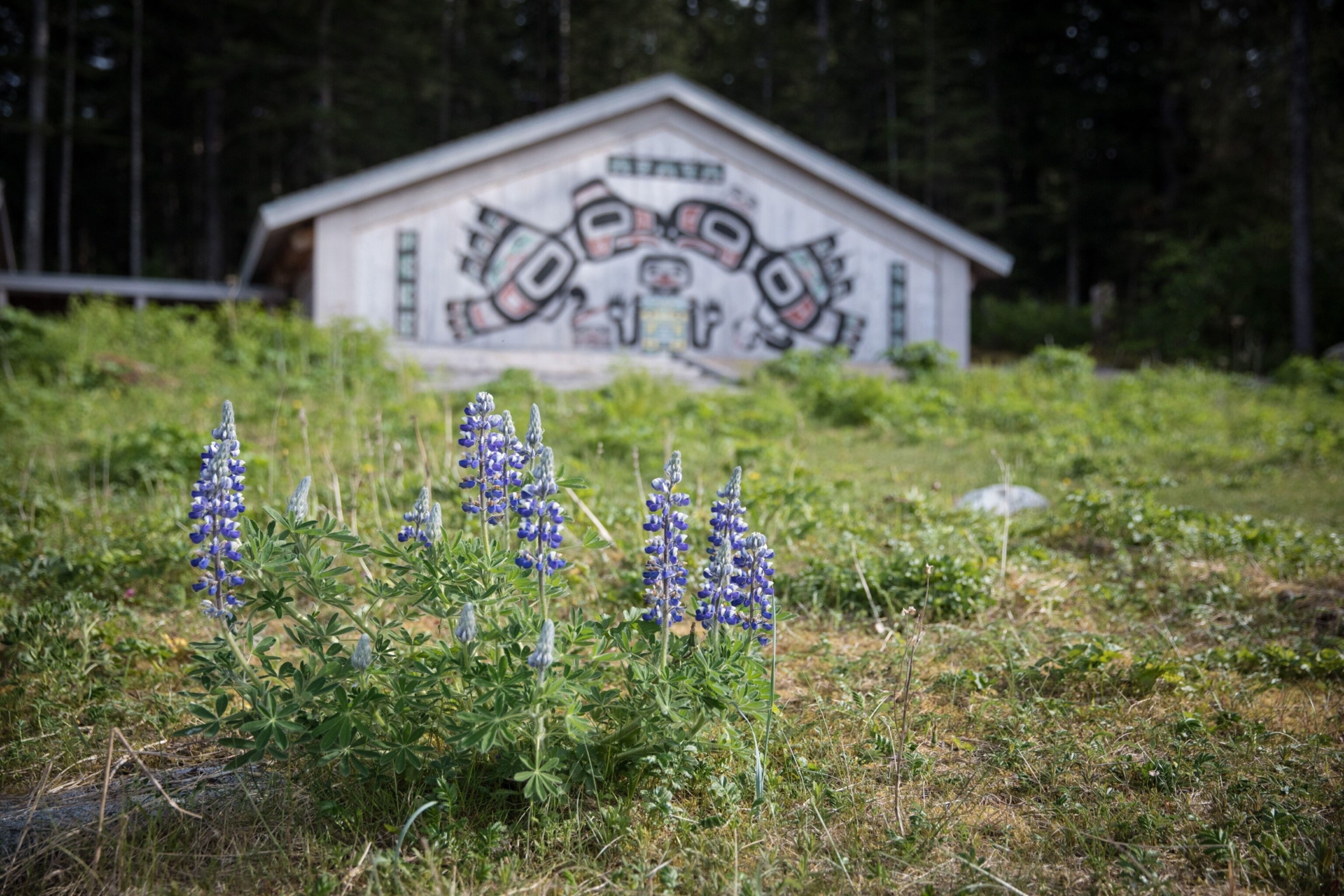 Flowers in the foreground of an building with a large indigenous mural