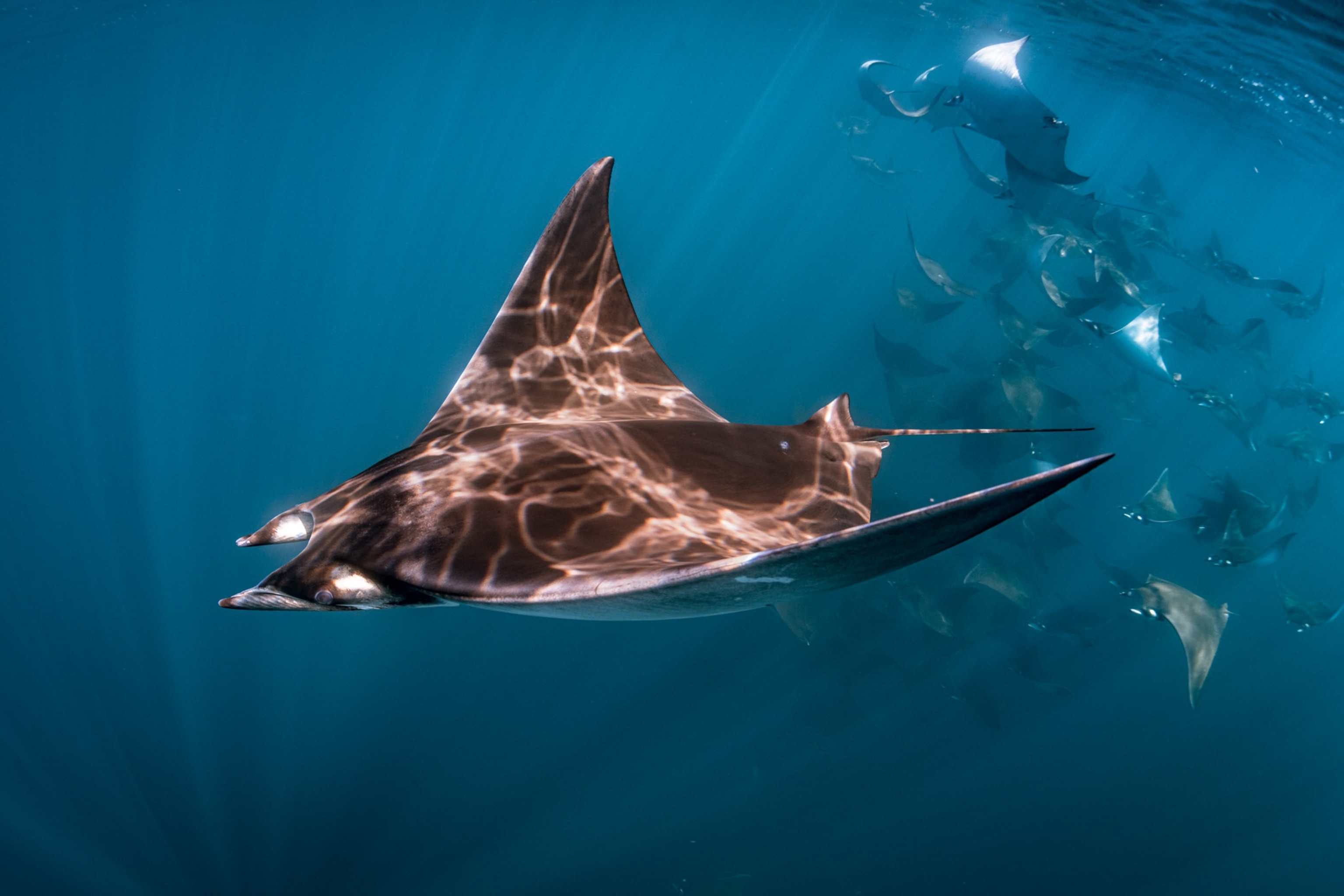 A Manta Ray swims as light cascades on its back.