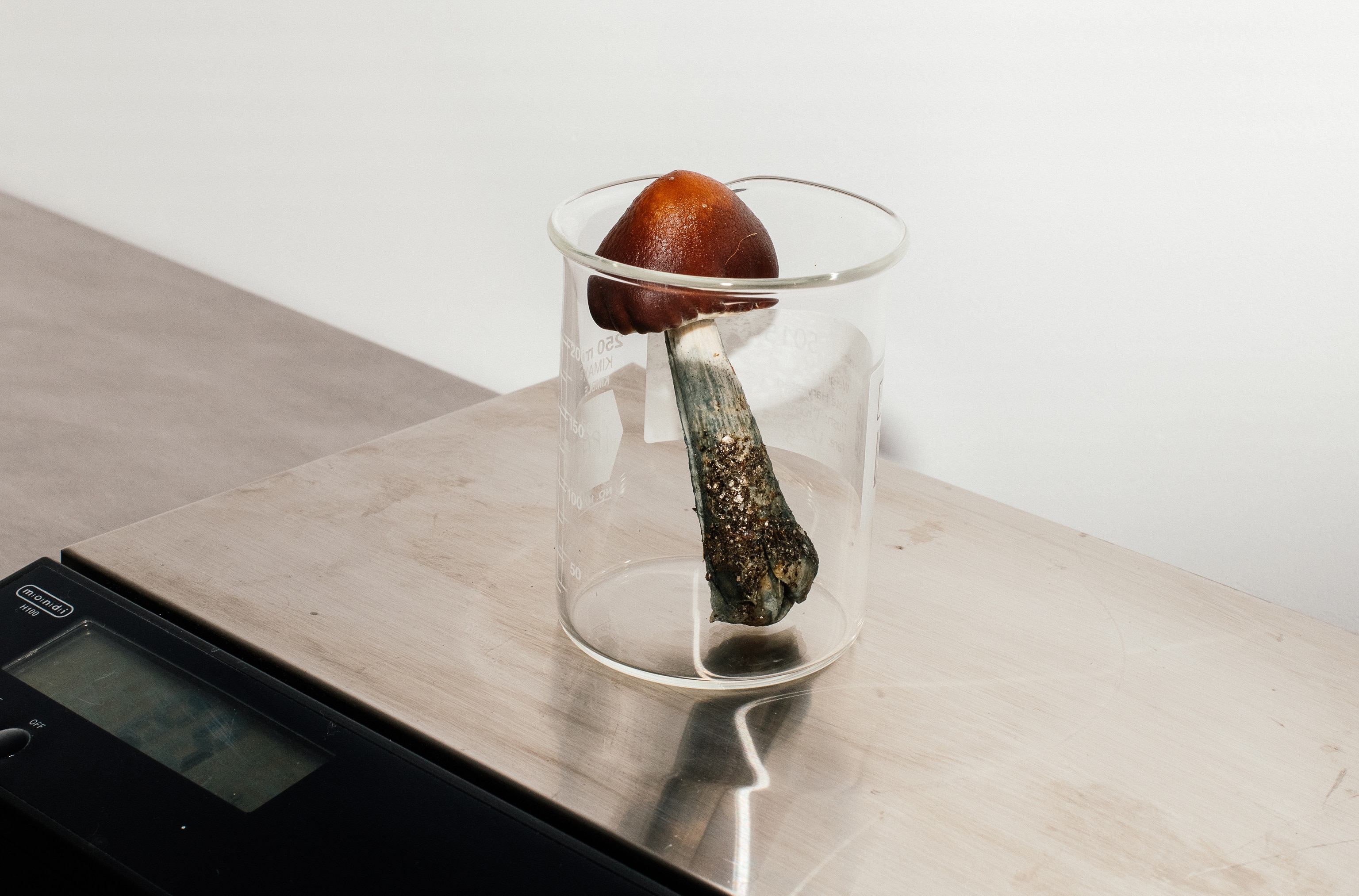 A mushroom of the genus Psilocybe, which contains the psychoactive chemical psilocybin, in a lab