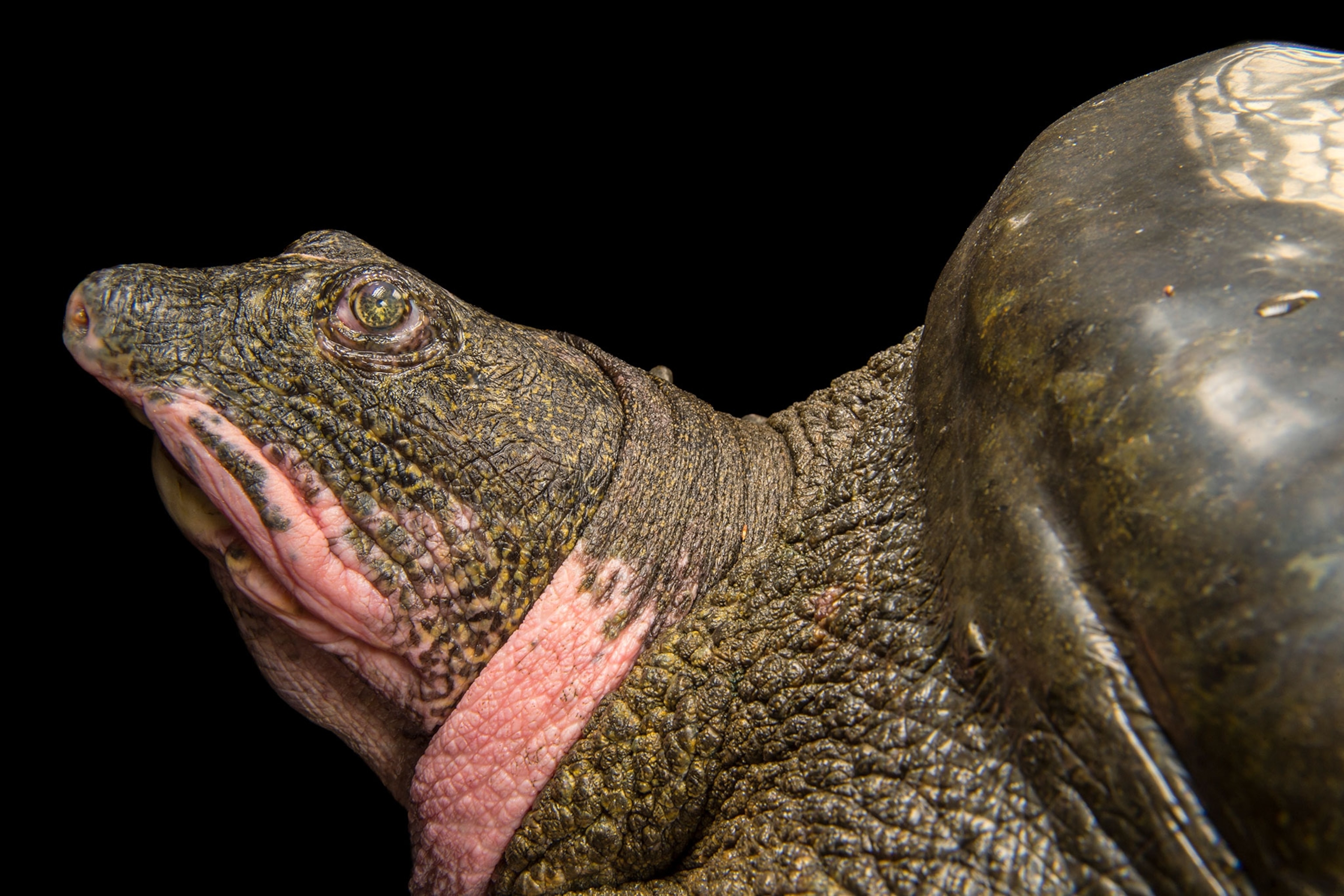 a Yangtze giant softshell turtle