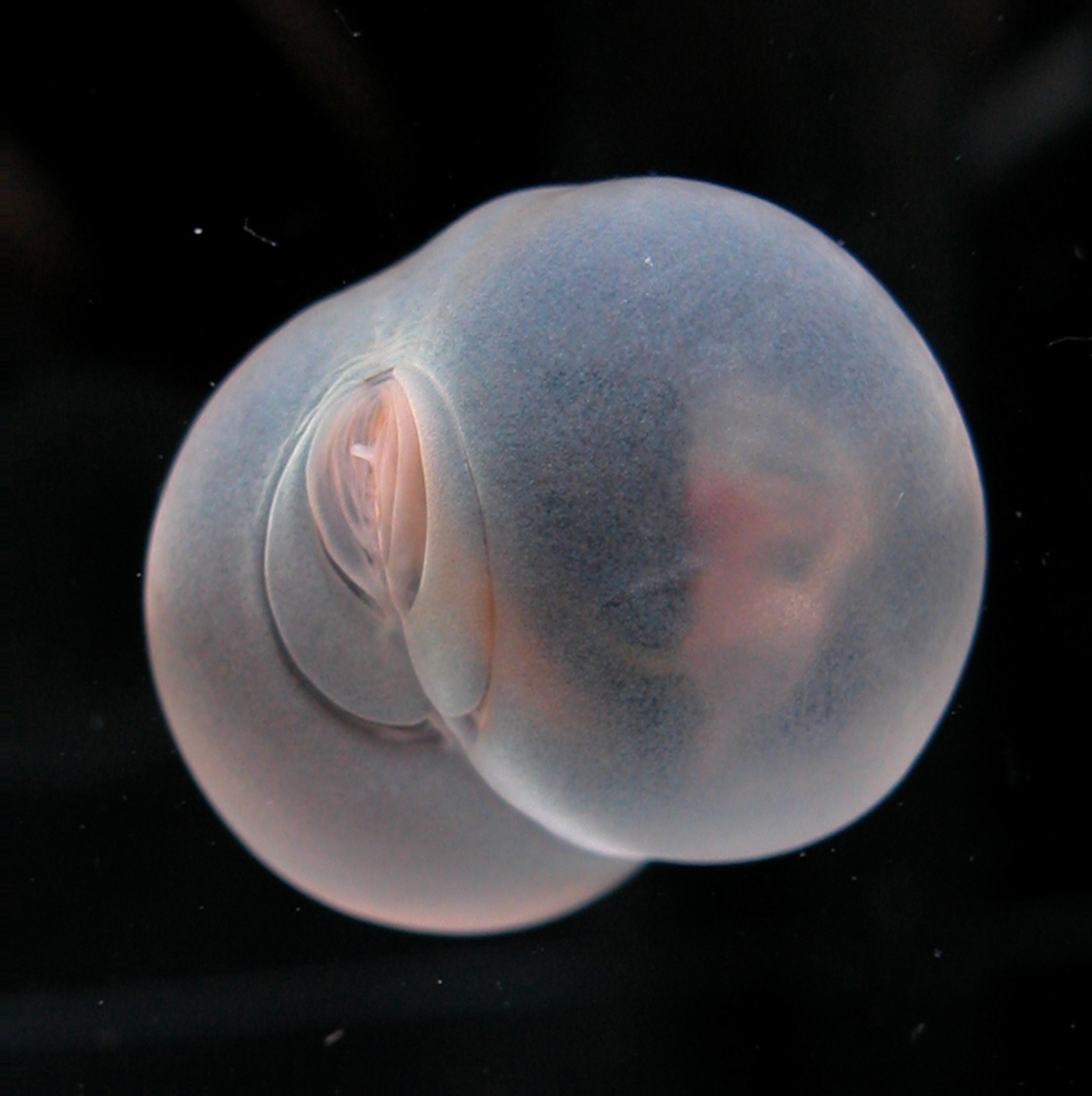 A rounded, semi-translucent, bilaterally symmetrical sea worm from behind, where concentric ovals give appearance of a pig's butt.