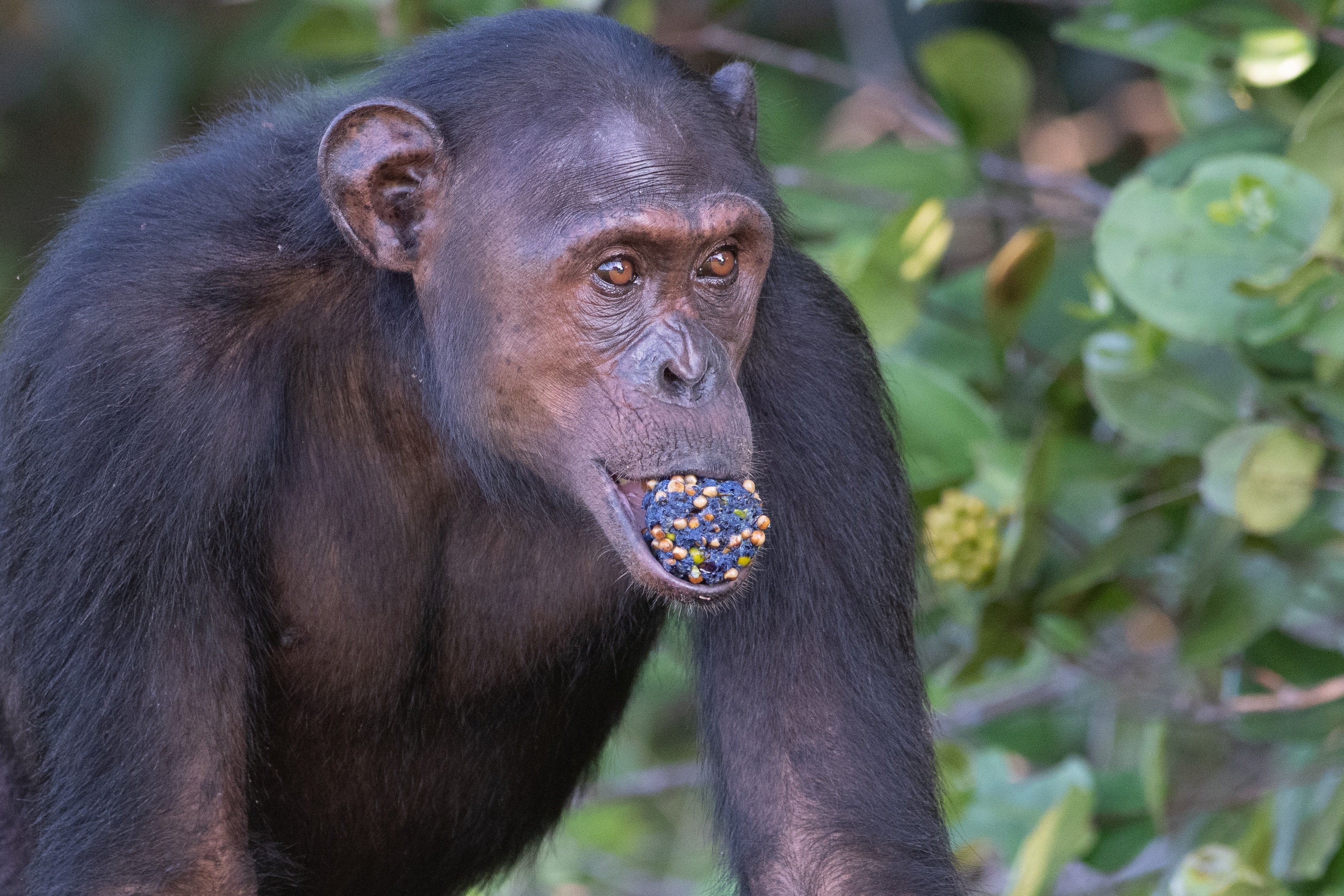 Chimpanzee stands with mouth hanging loosely and fruit pulp in jaw.