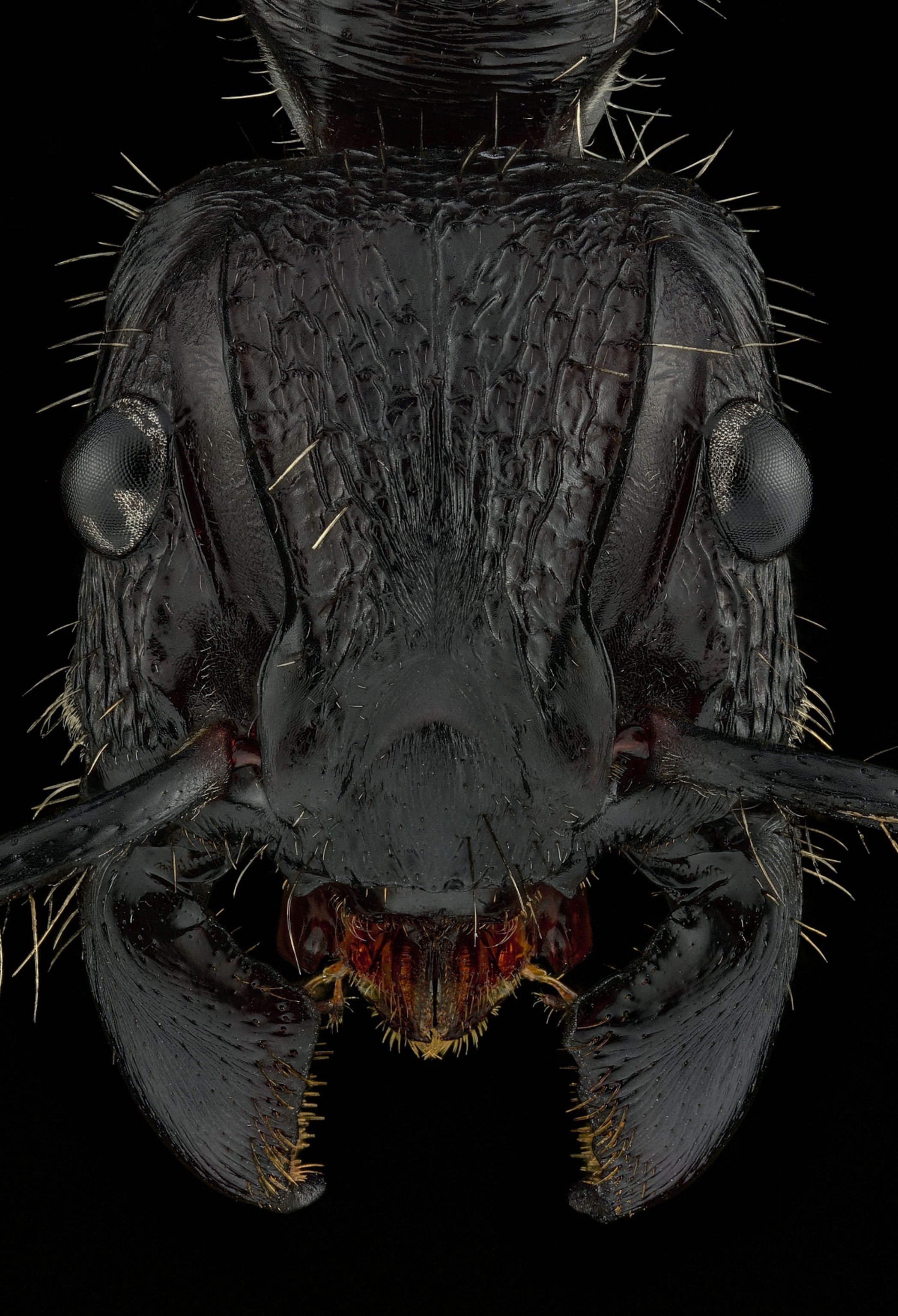 Picture of the face of a bullet ant.