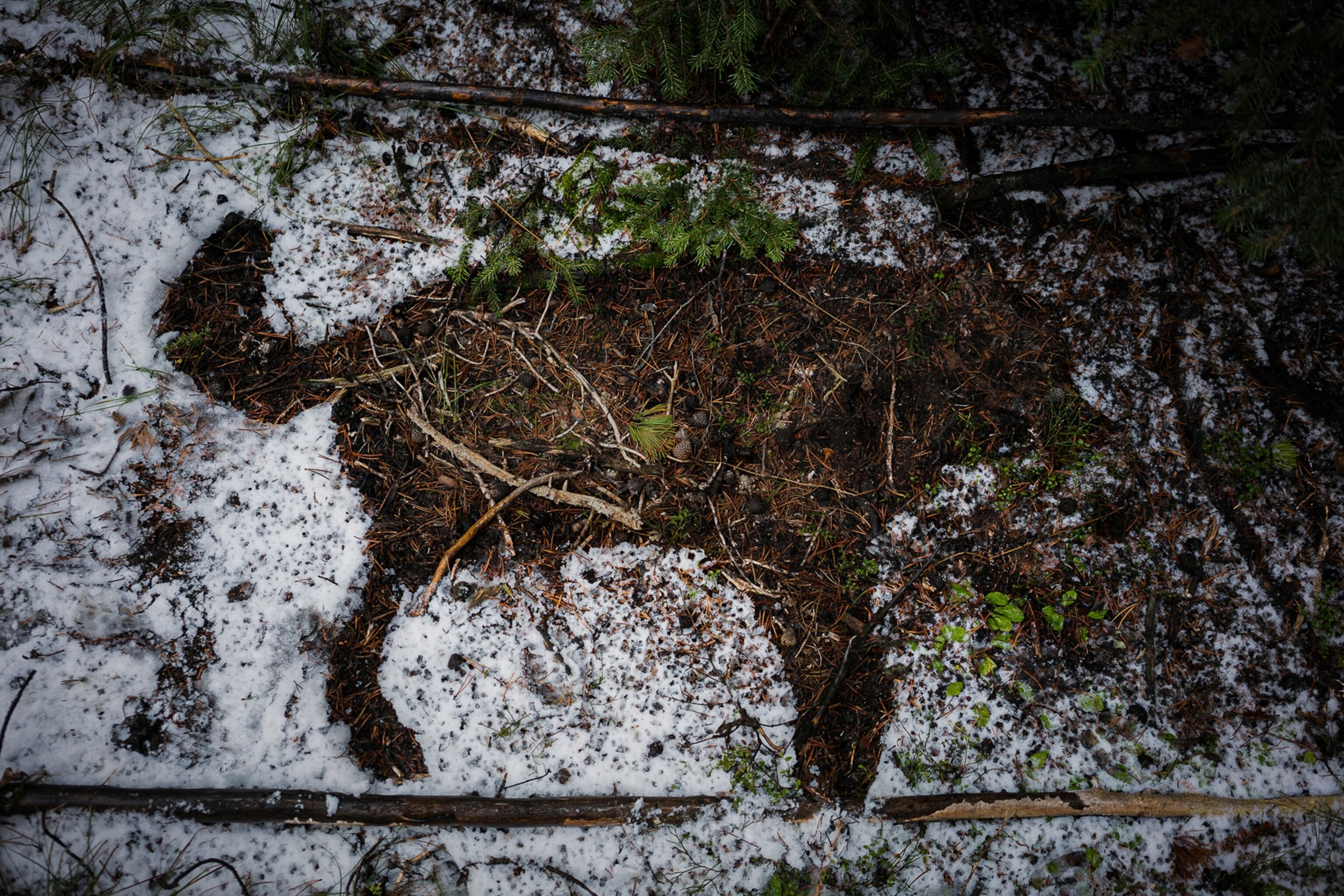 a wolf running, seen from above