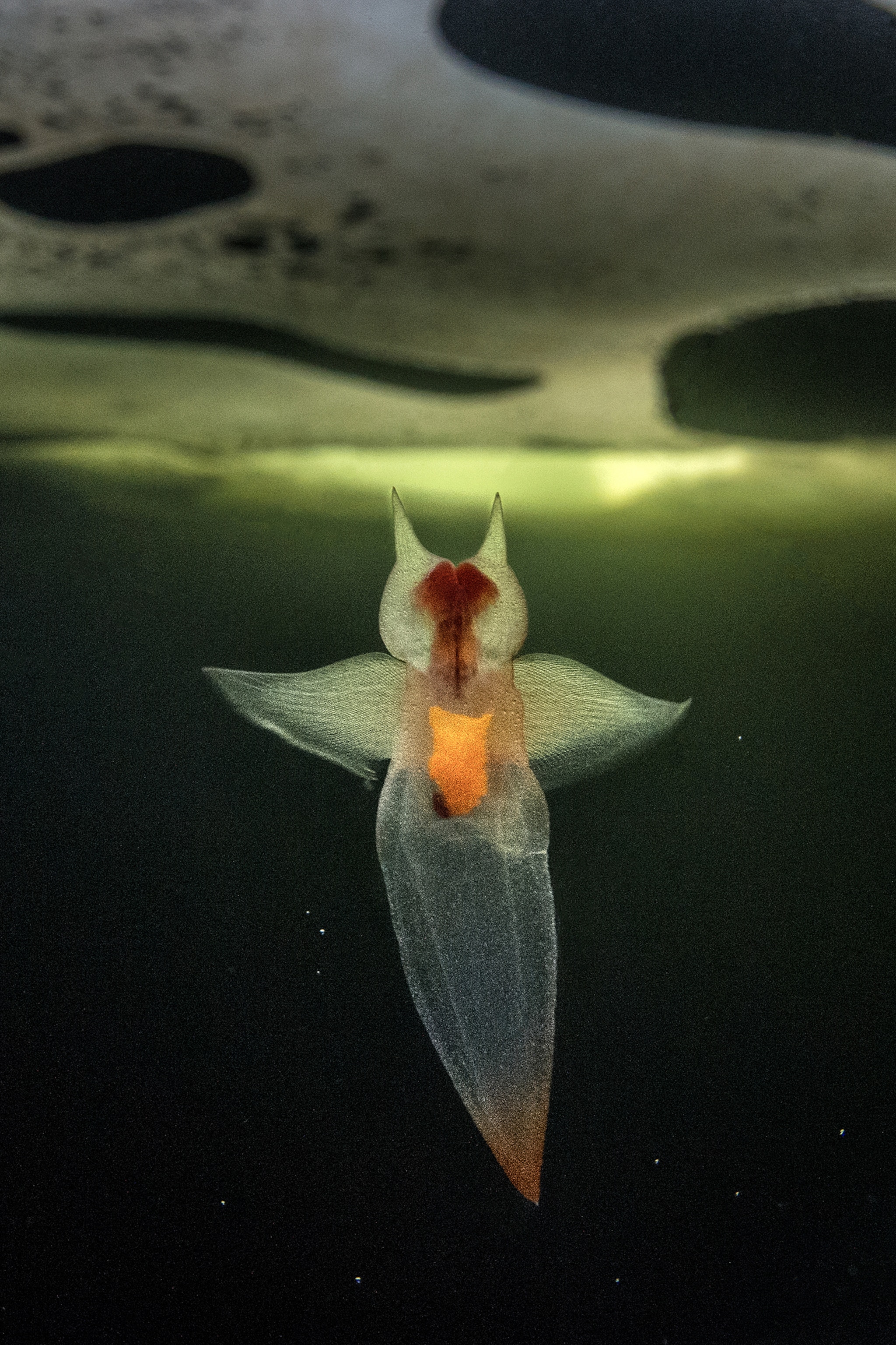 a sea angel