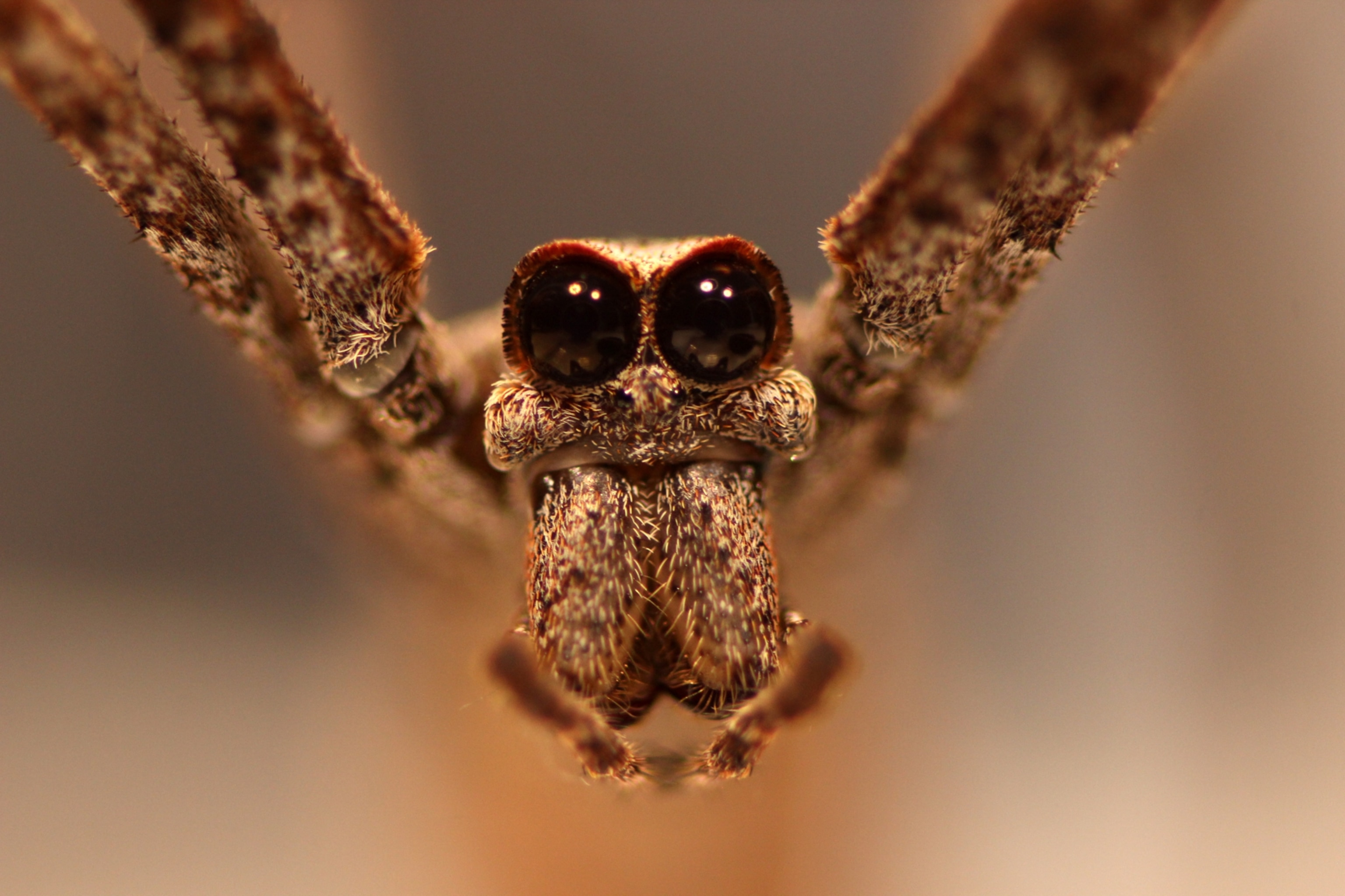 a spider looking into the camera