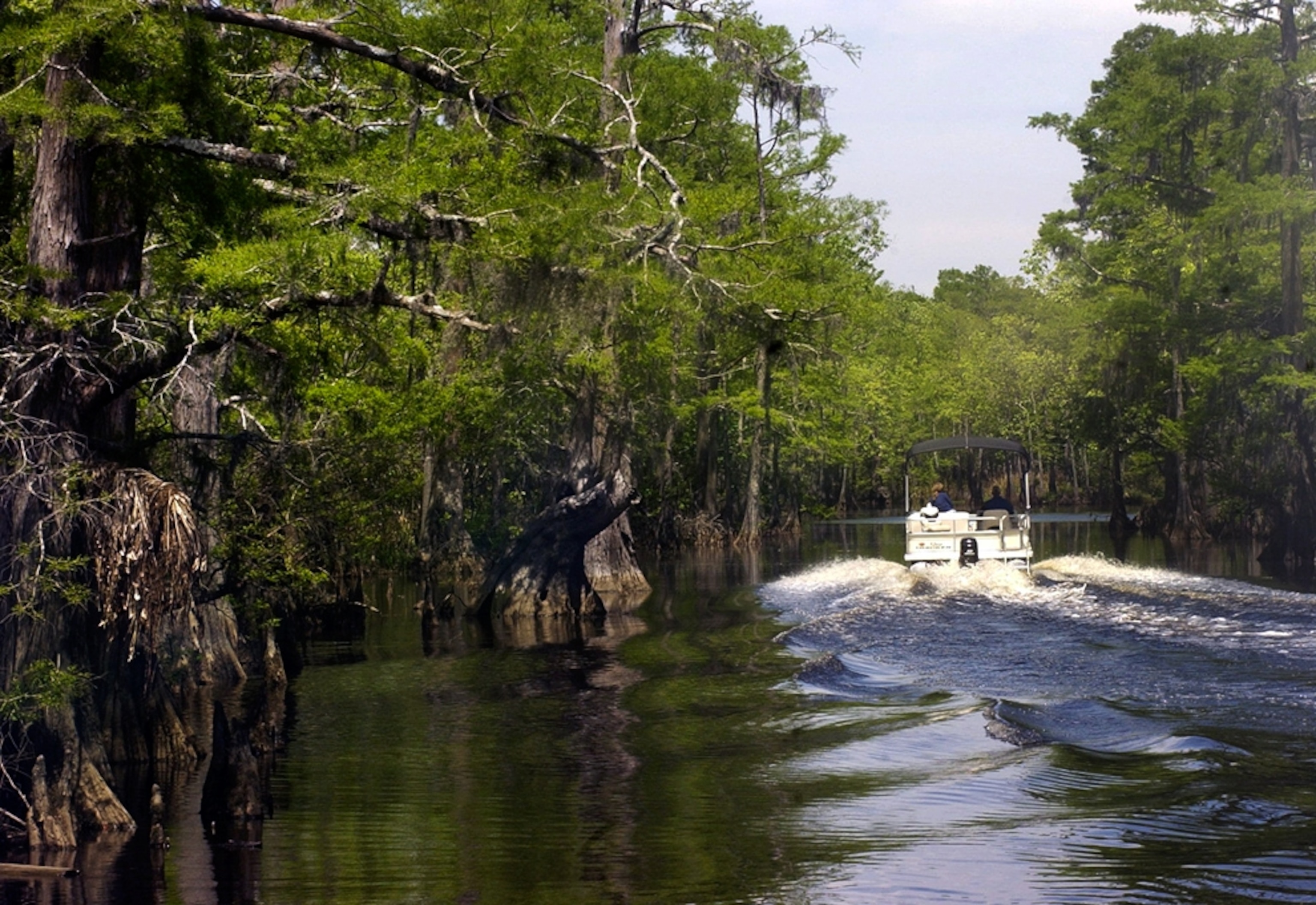 Swampland in Big Thicket National Preserve, Texas