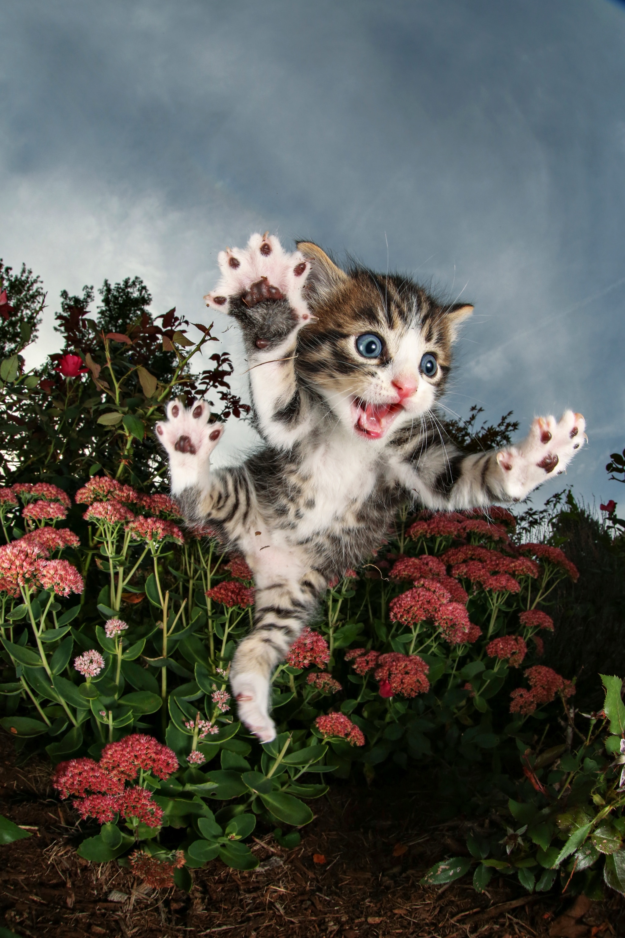 A black and white kitten with blue eyes is in mid-pounce, flying in the air. In the background there is a blue sky with opaque, white clouds and a flower bush with red flowers.