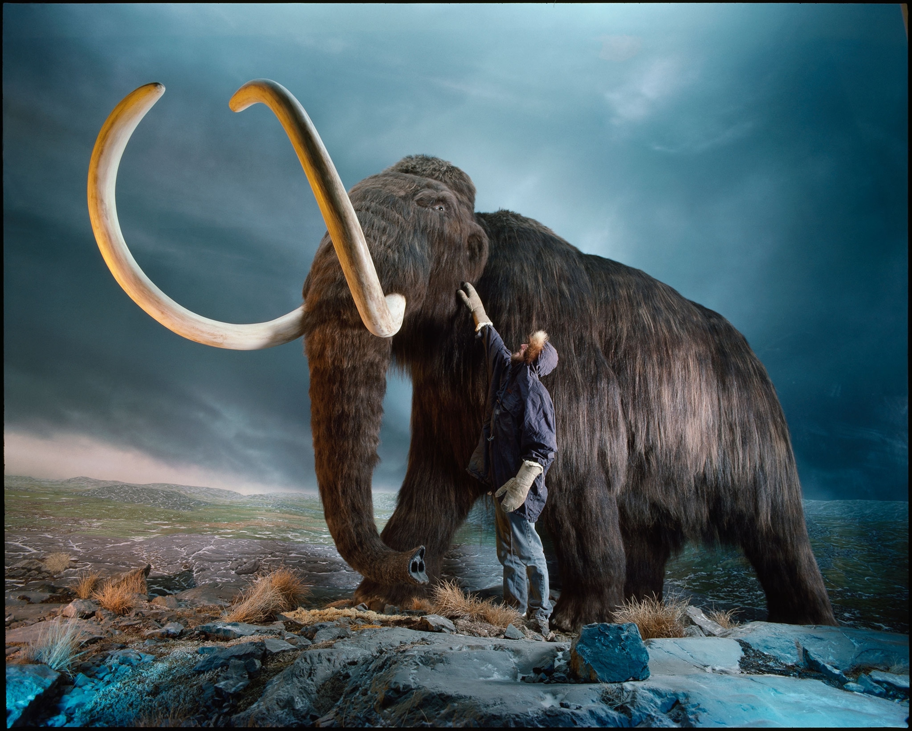 a museum worker checks the hair on this woolly mammoth replica