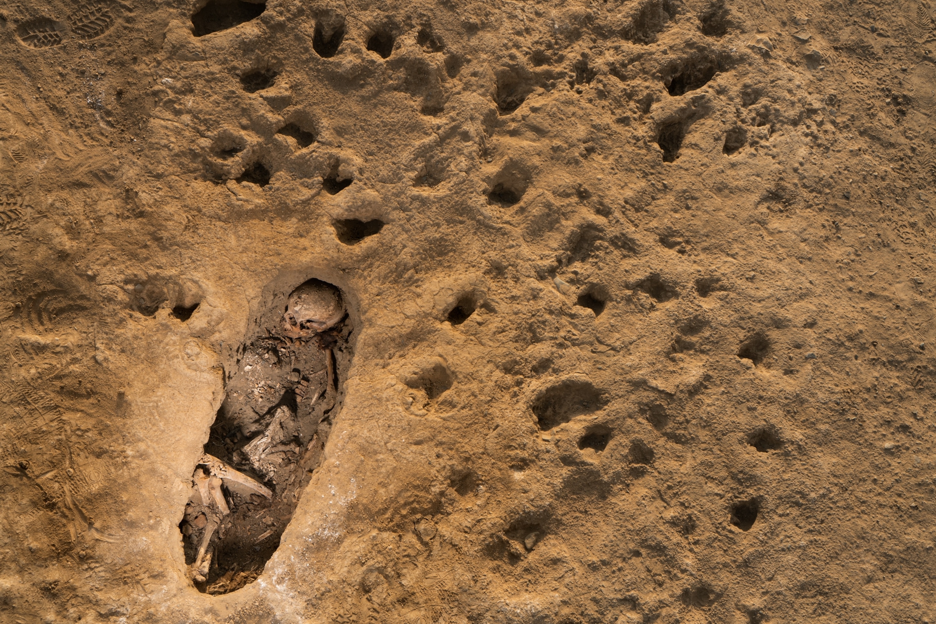 hoofprints around a shallow grave with a body