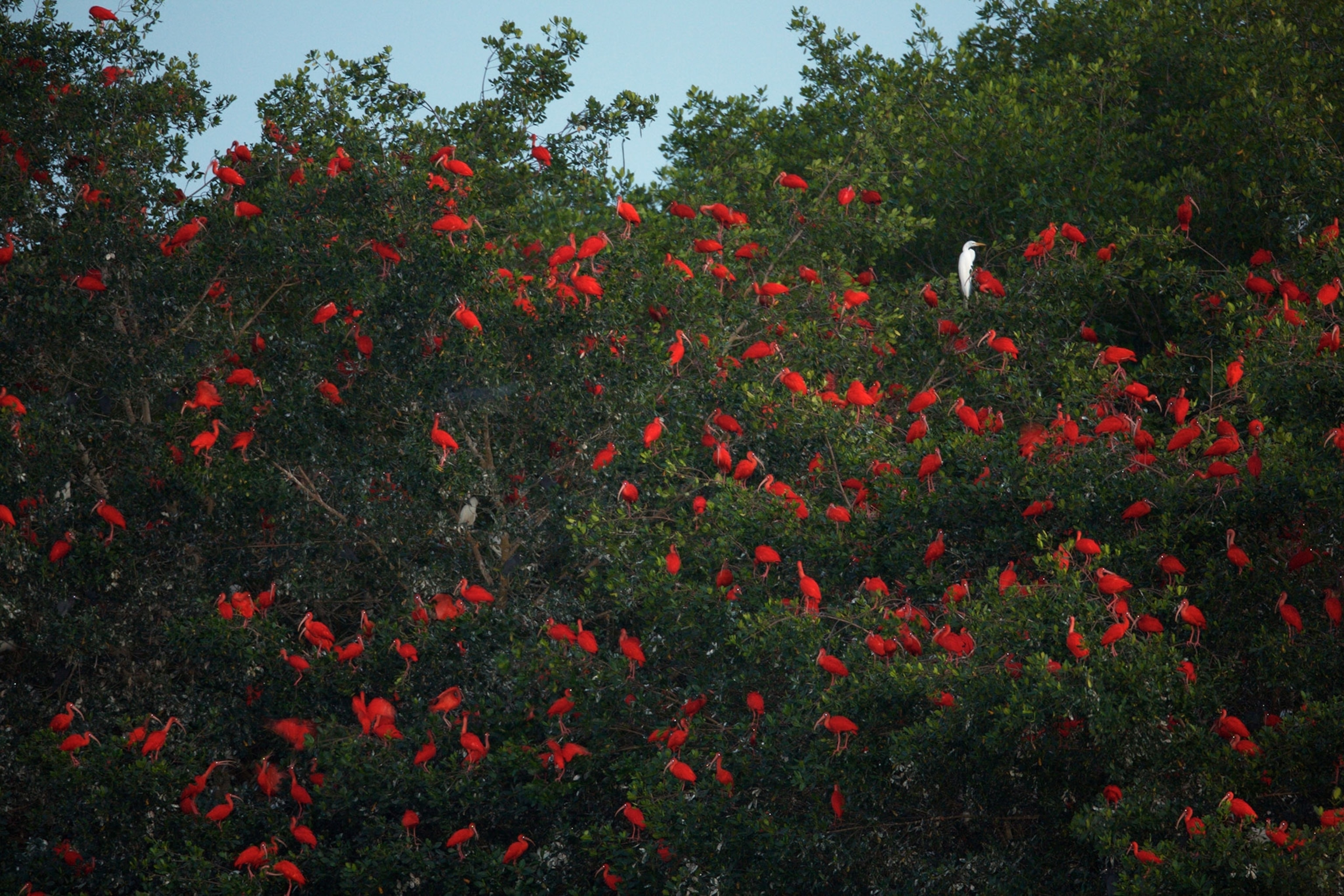 scarlet ibises roosting in mangrove trees