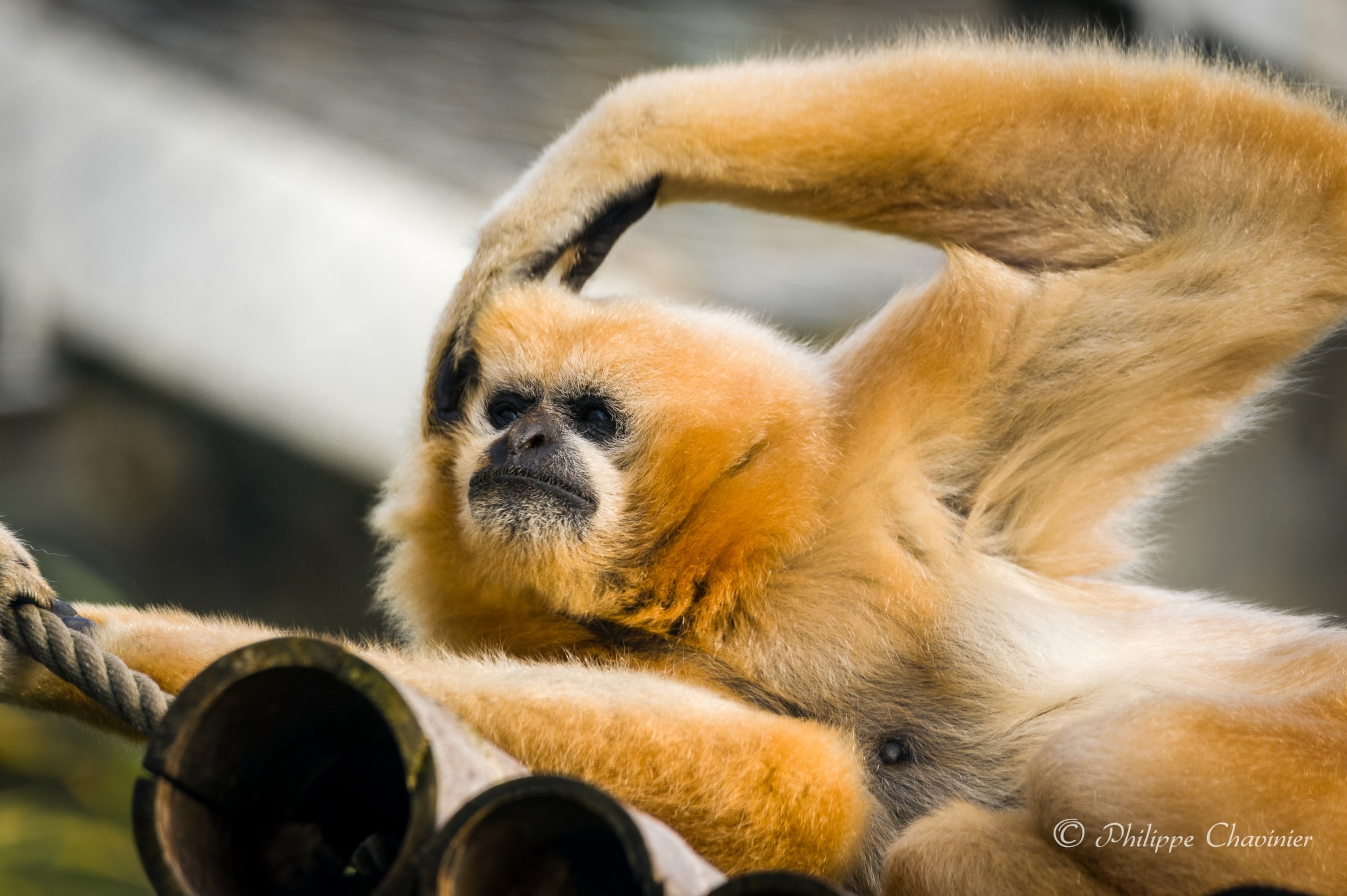 animal scratching